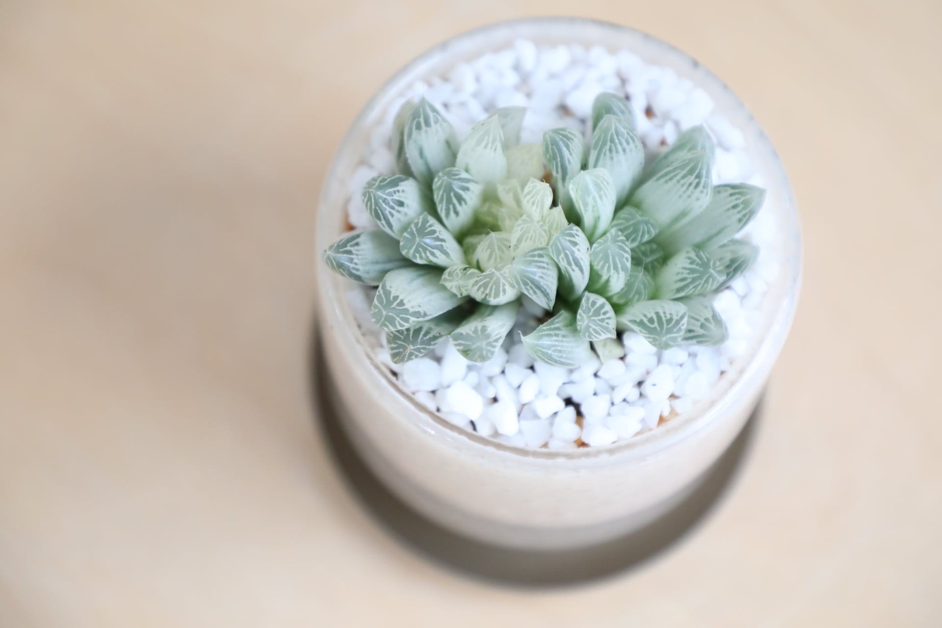 S】ハオルチア オブツーサ錦/Haworthia | 【厳選植物・器】MIDORI