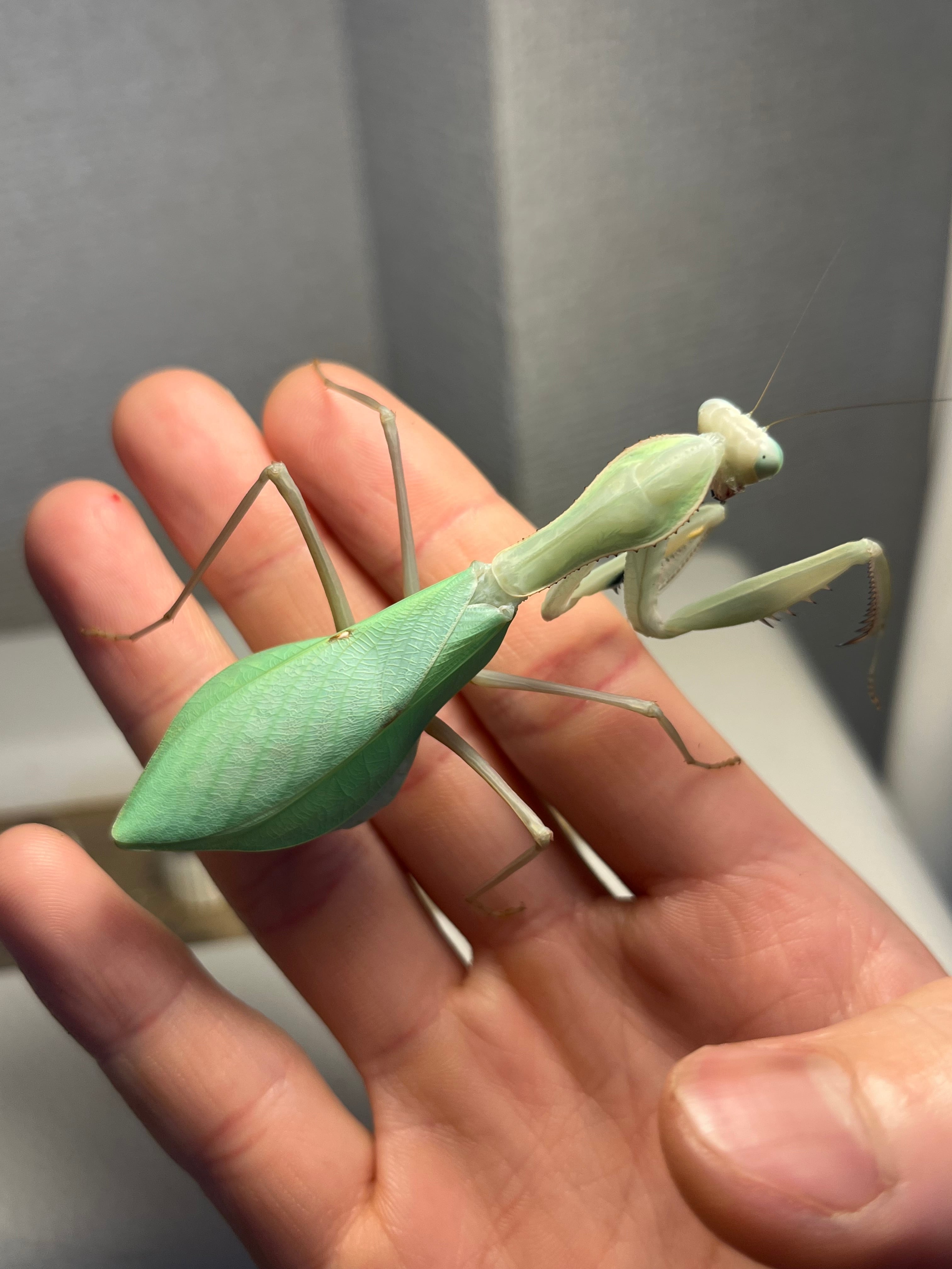 カマキリ | オモニキチュウ