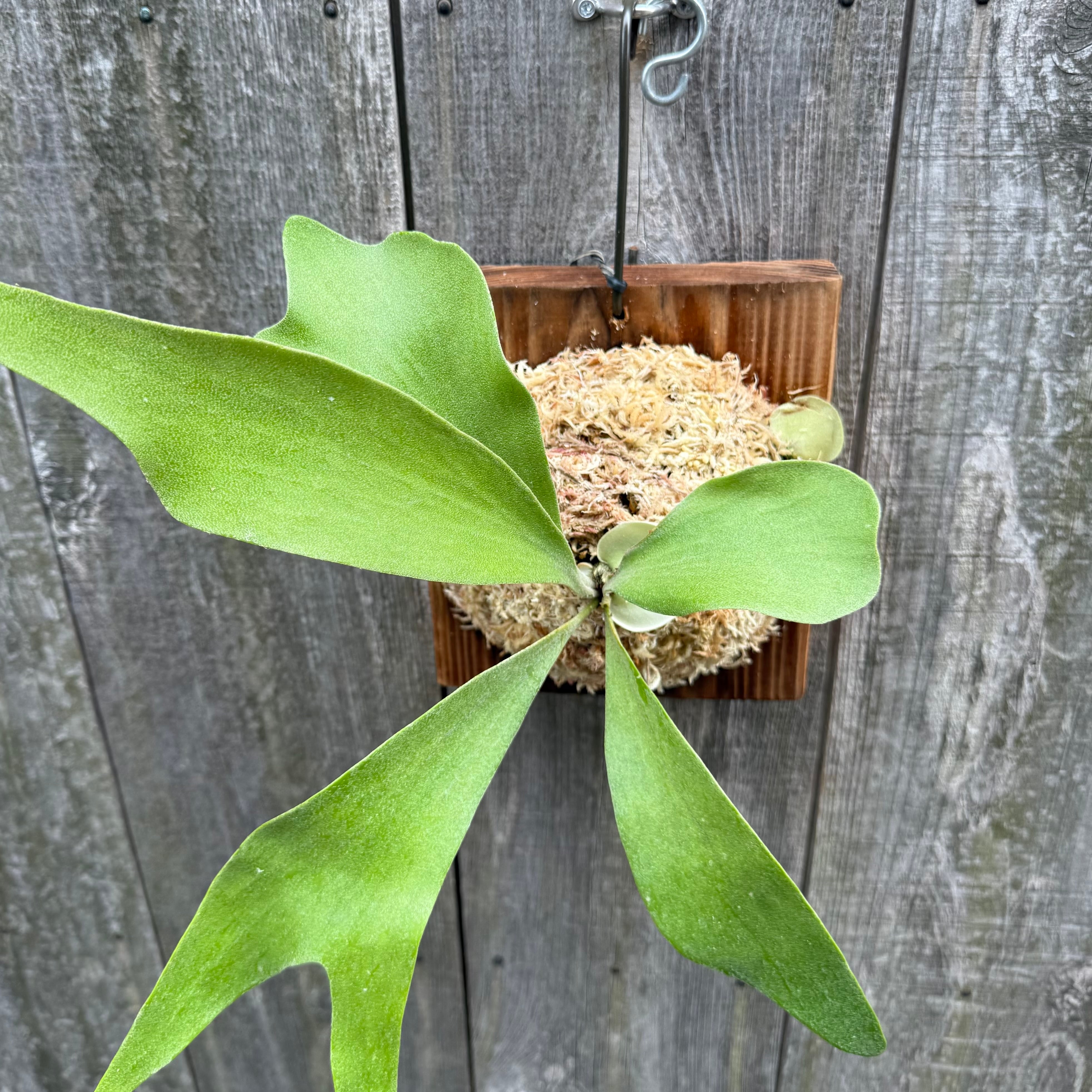 P. Little Finger (pup) | naturefix