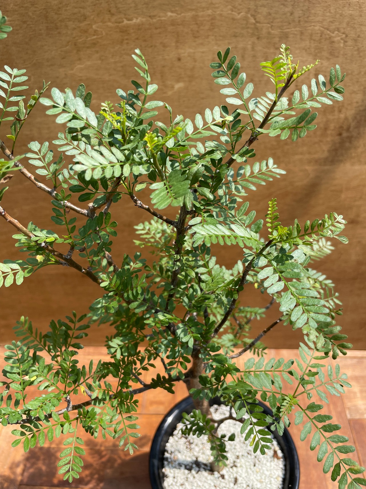 Bursera microphilla【ブルセラ・ミクロフィラ・実生】