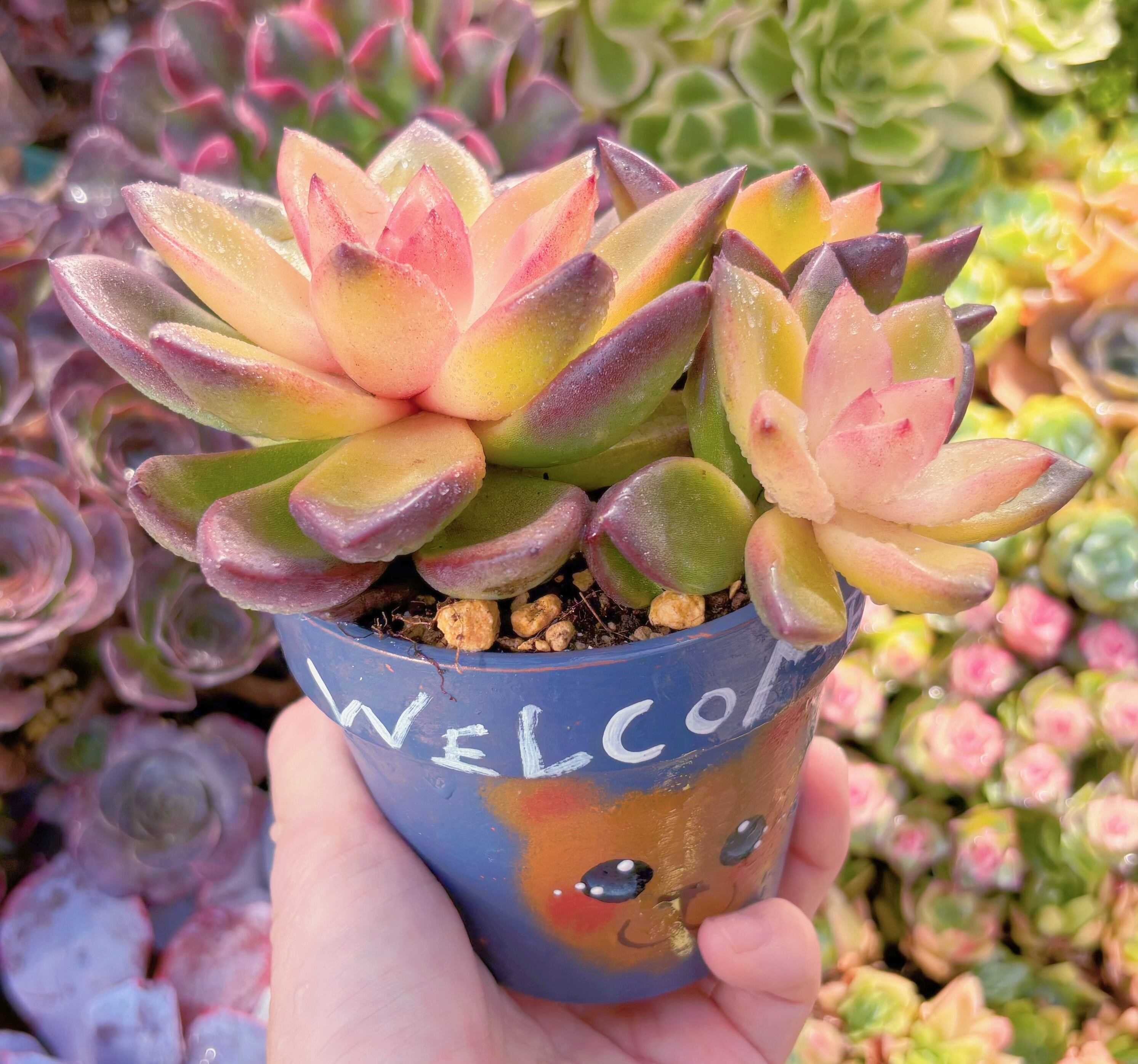 多肉植物 パインローズ錦 群生 新入荷 るる農園 | るる農園~多肉植物専門