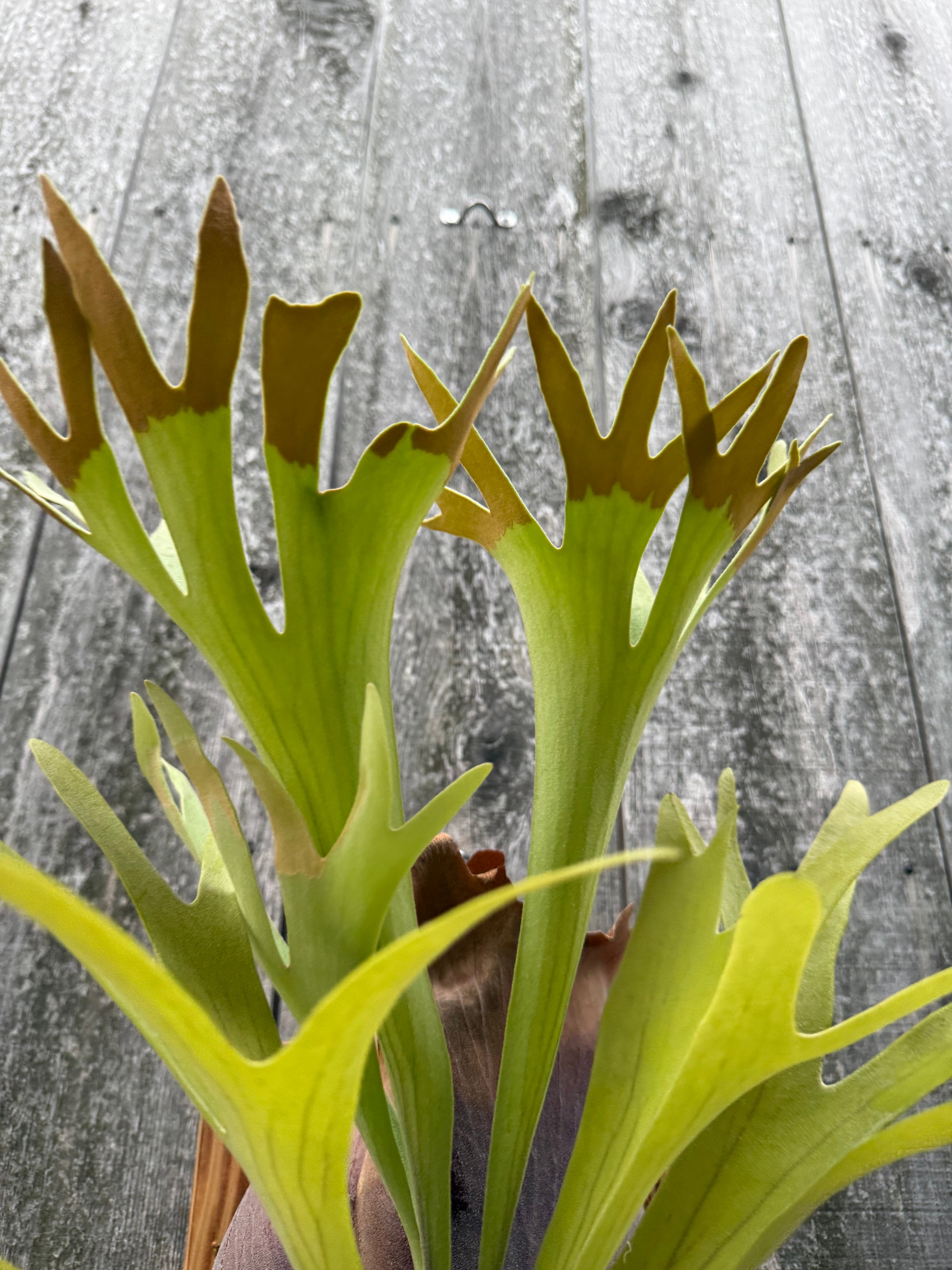 Platycerium bifurcatum Popcorn (pup) | naturefix