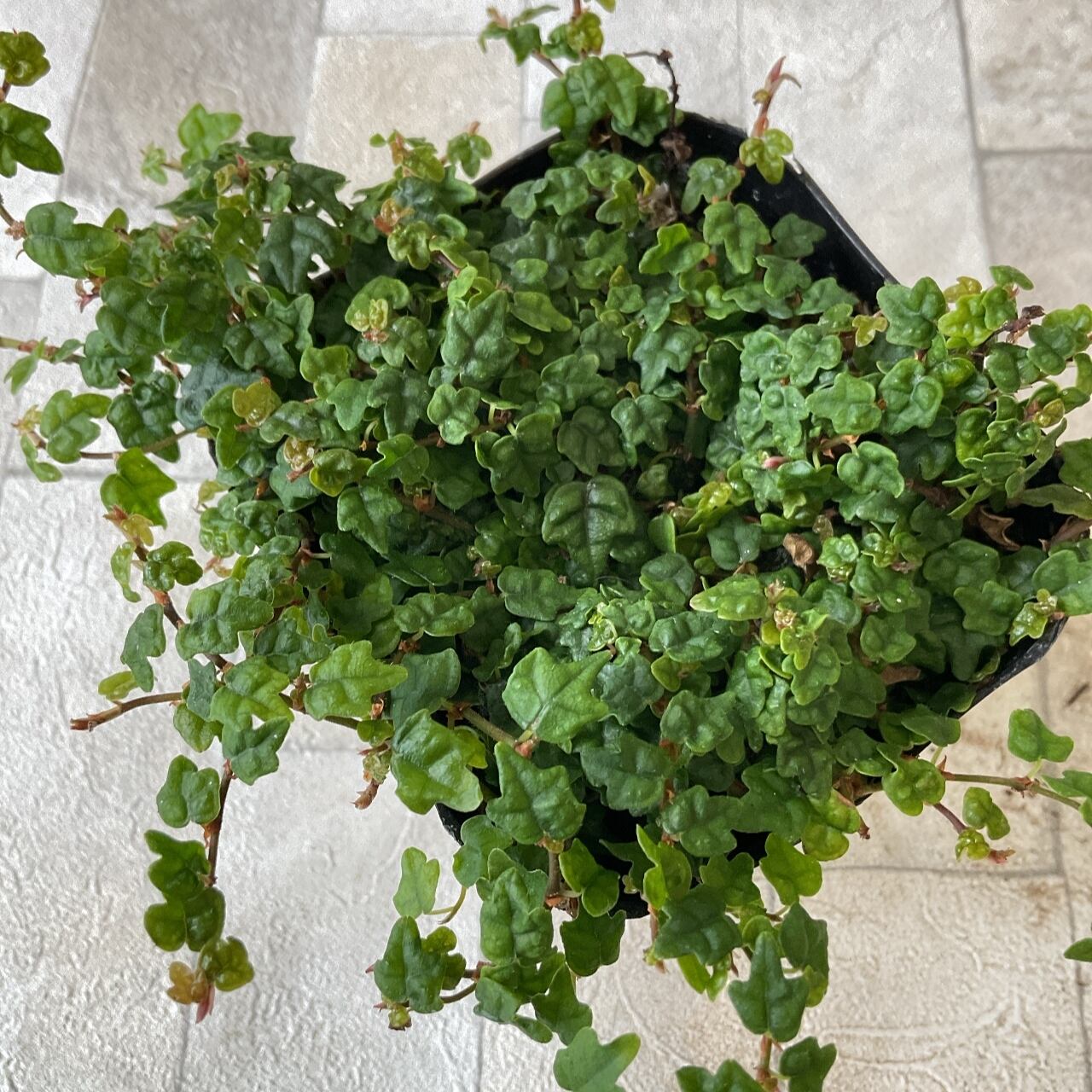 プミラ クエルギフォリア 橋本種苗園