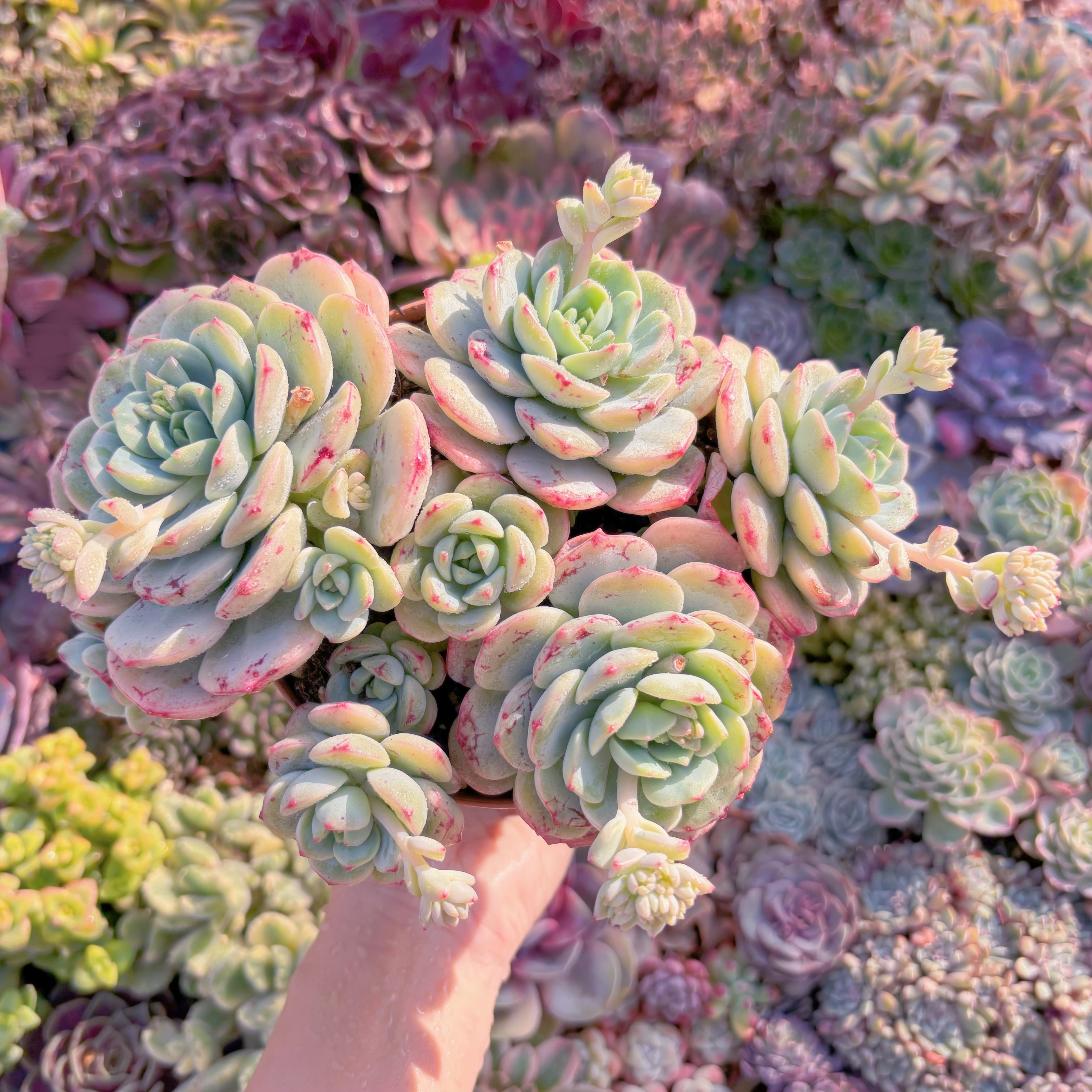 現品　バニラビス#F040　特大群生　新入荷　るる農園