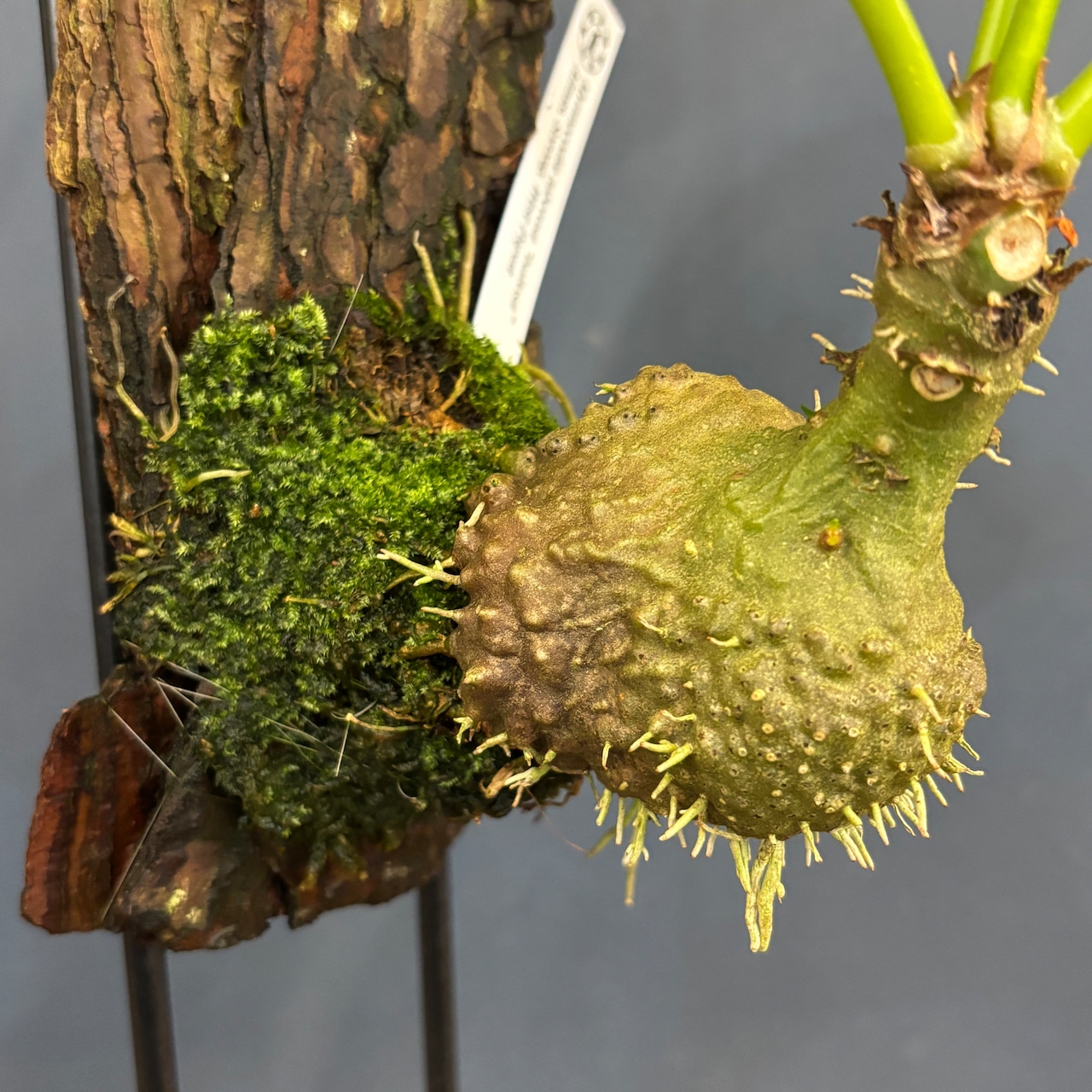 Myrmecodia tuberosa "bullosa" Aimas, Sorong, West Papua【981】