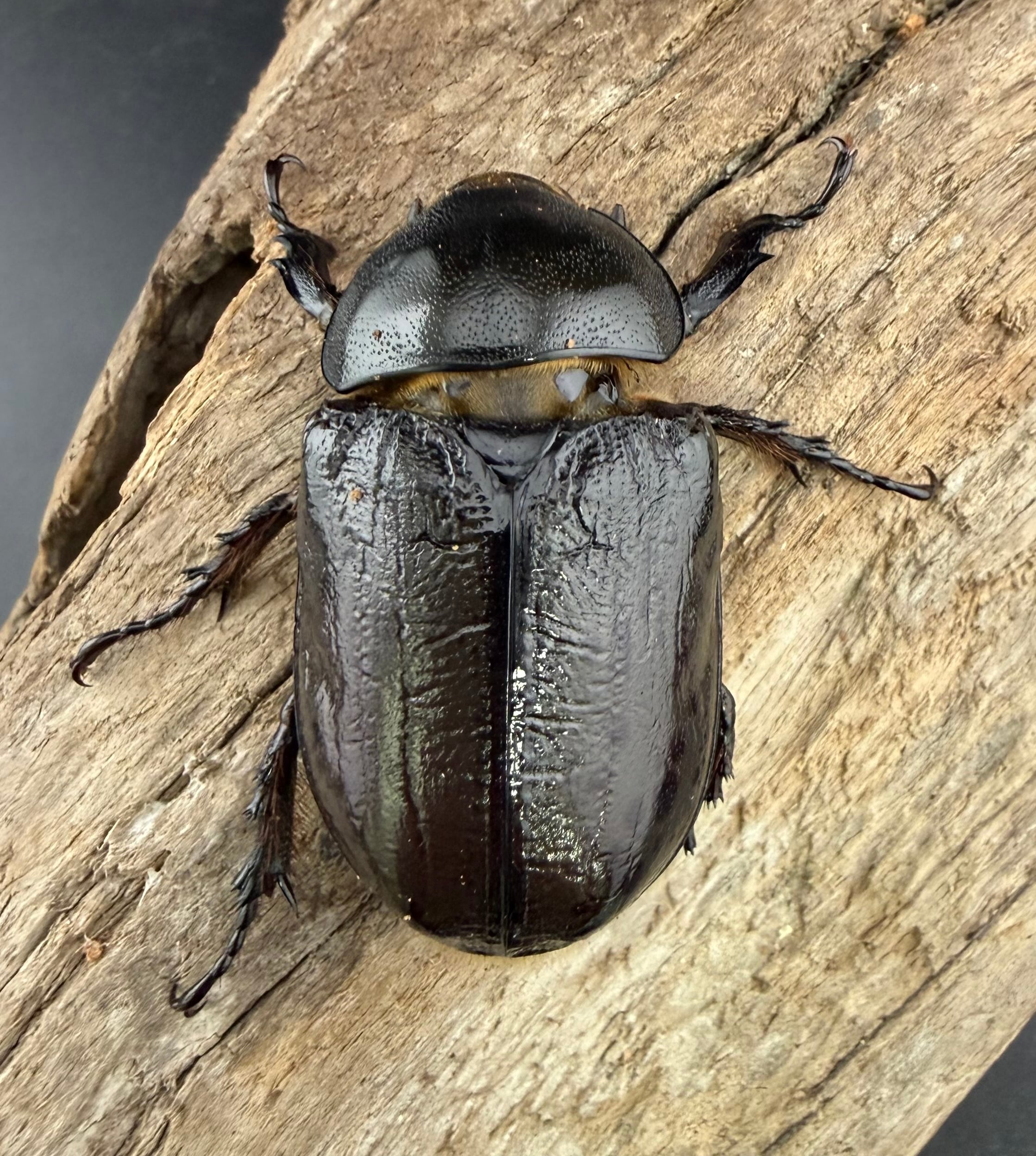 ティティウスシロカブトペア ティティウスシロカブトペア | くわかぶプラネット