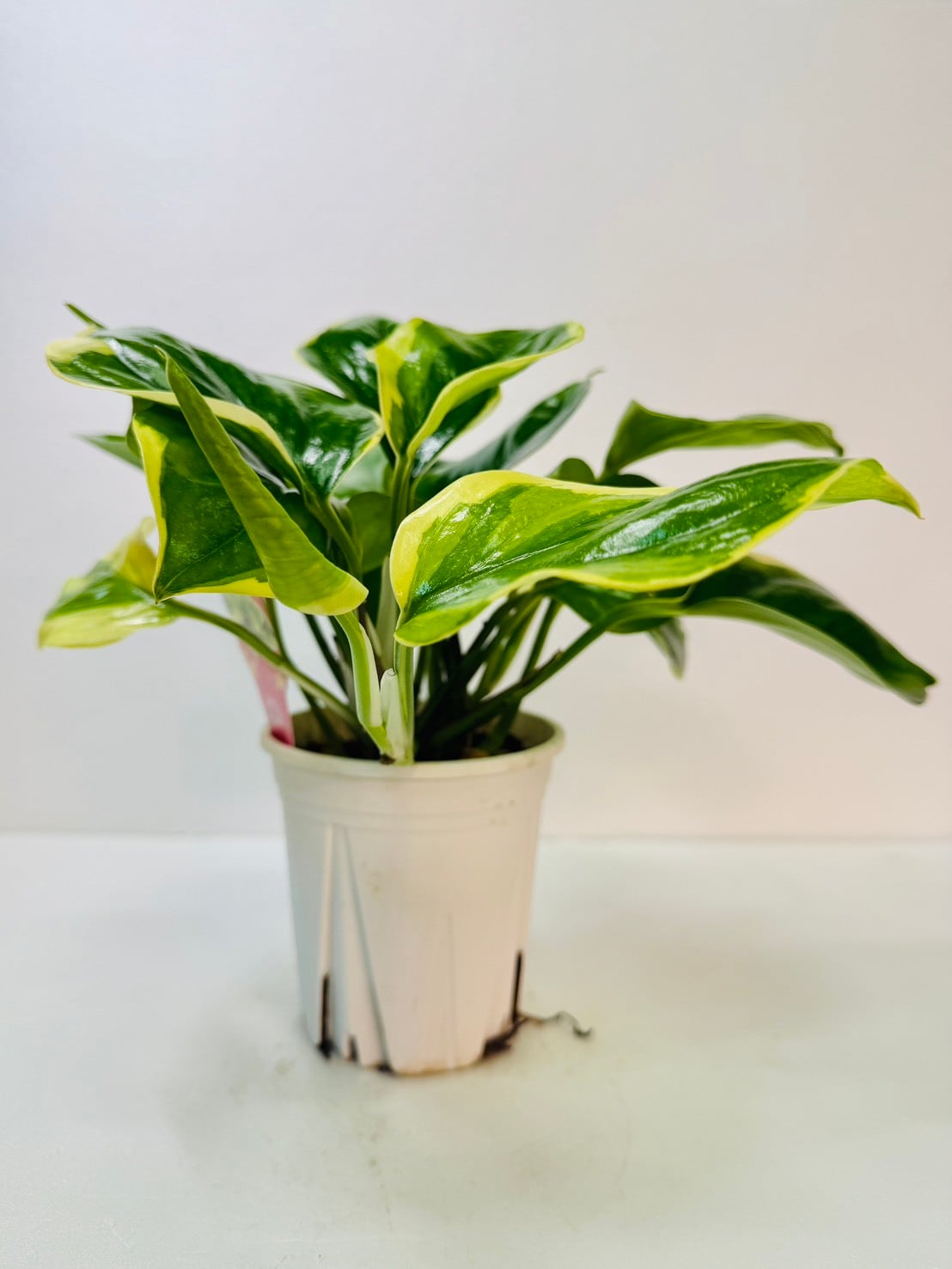 ポトス・AWドリーム 4号 お買得！ | 観葉植物と雑貨のお店 VIVAGREEN
