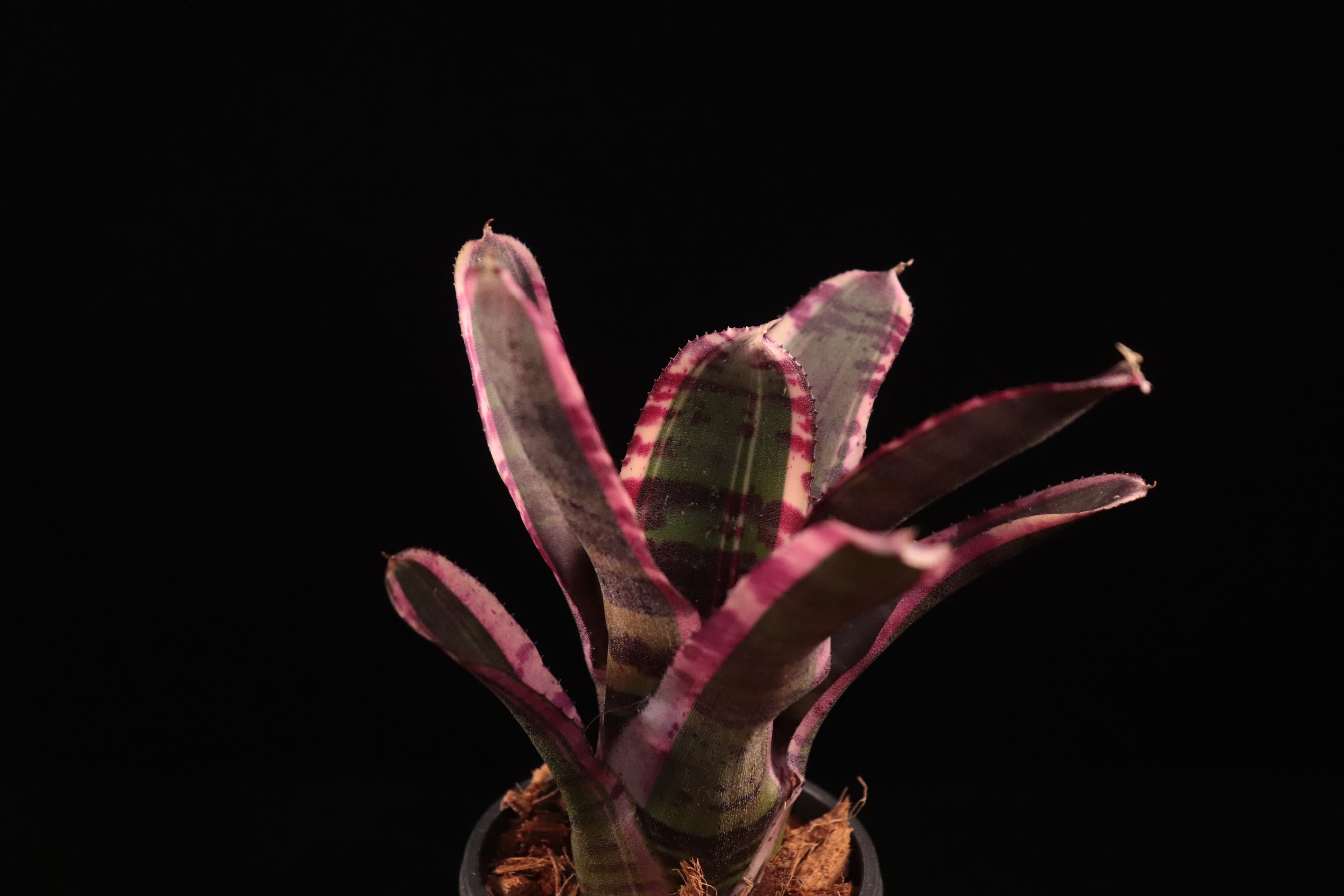 送料無料】Neoregelia 'Wild Dynamo'〔ネオレゲリア〕現品発送N0627