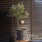 創樹 Olive オリーブの木 SOUJU Cipressino チプレシーノ オリーブ 陶器鉢 イングリッシュガーデン