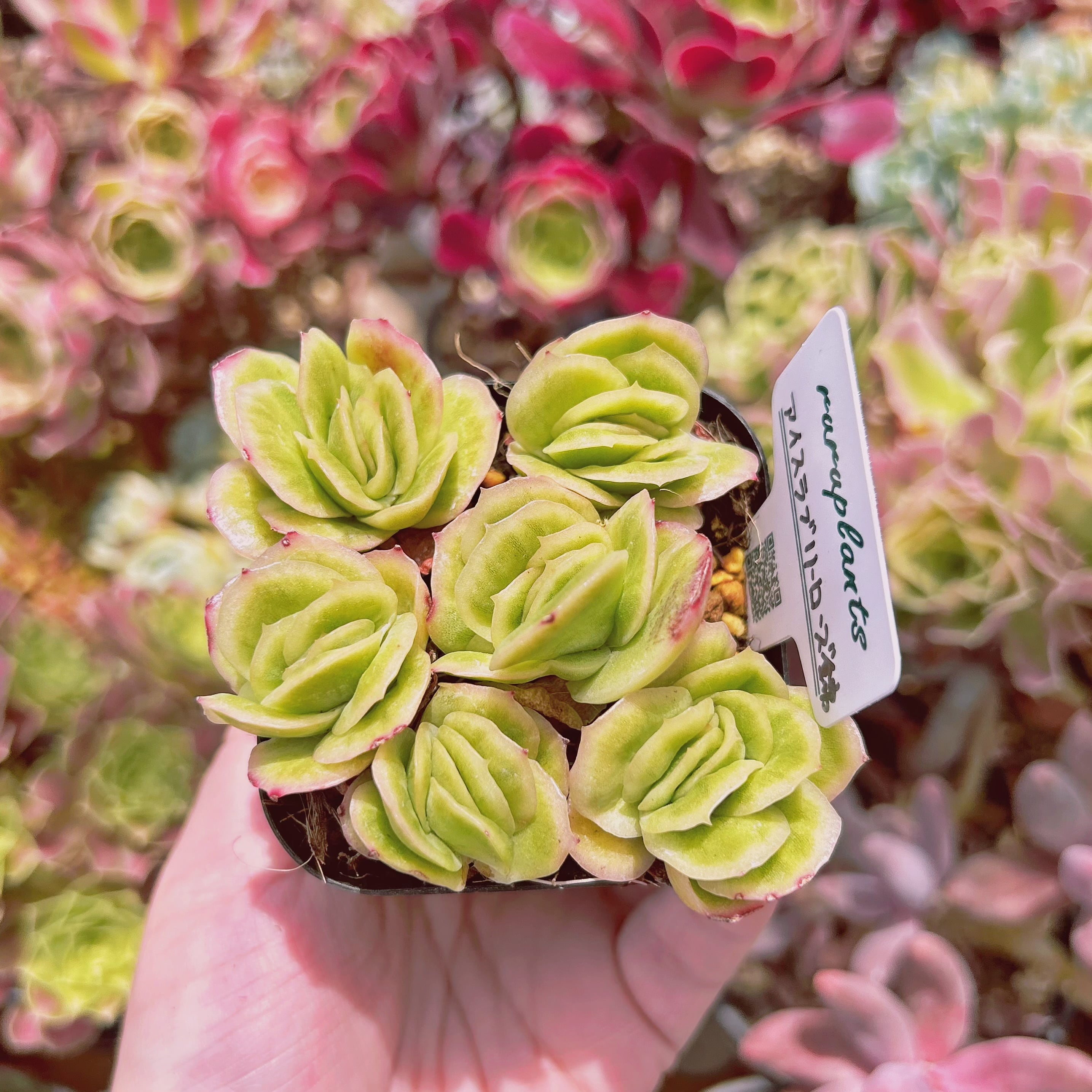 #081現物　多肉植物　アイスラブリーローズ錦　抜き苗