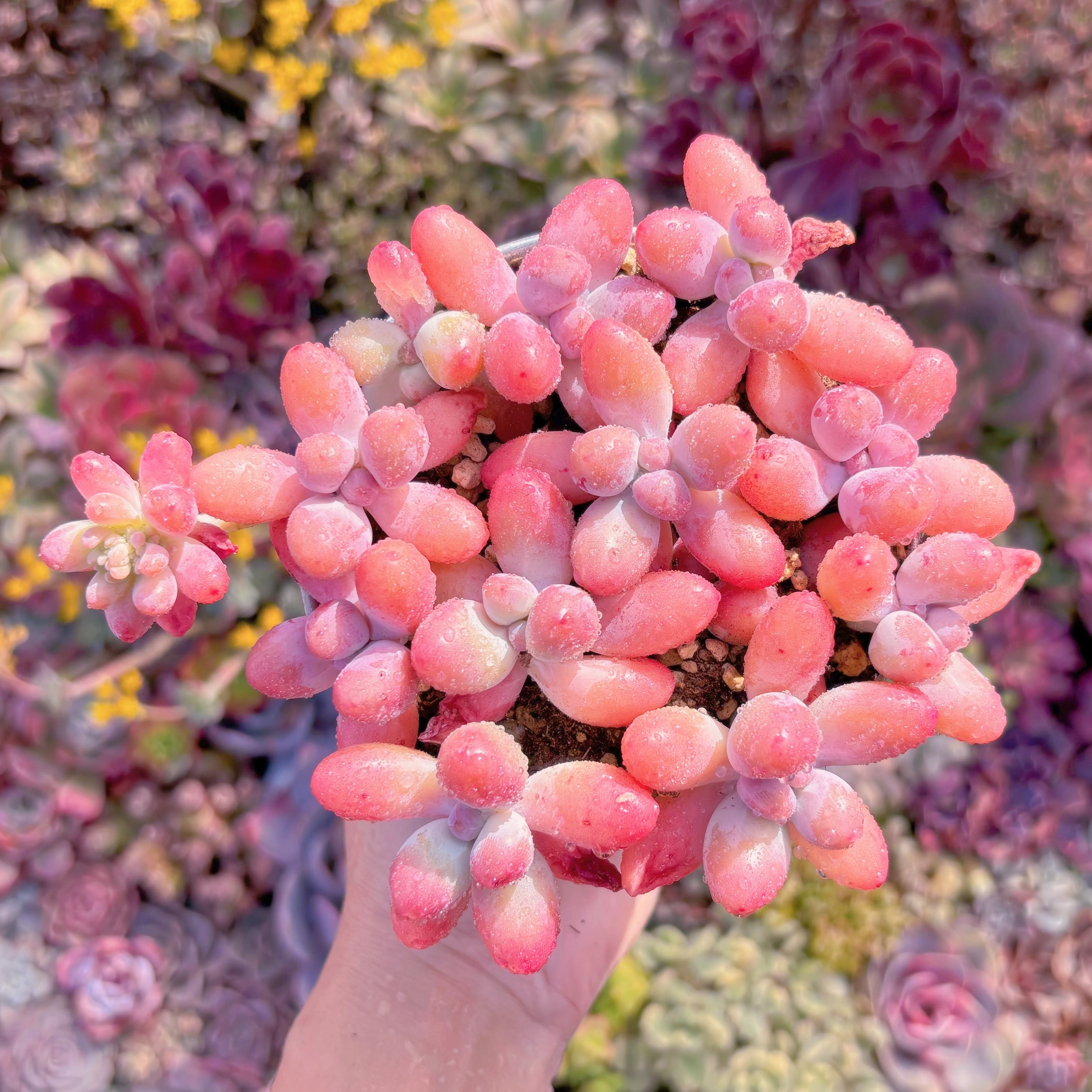 現品　パトリックスター#F245　新入荷　るる農園