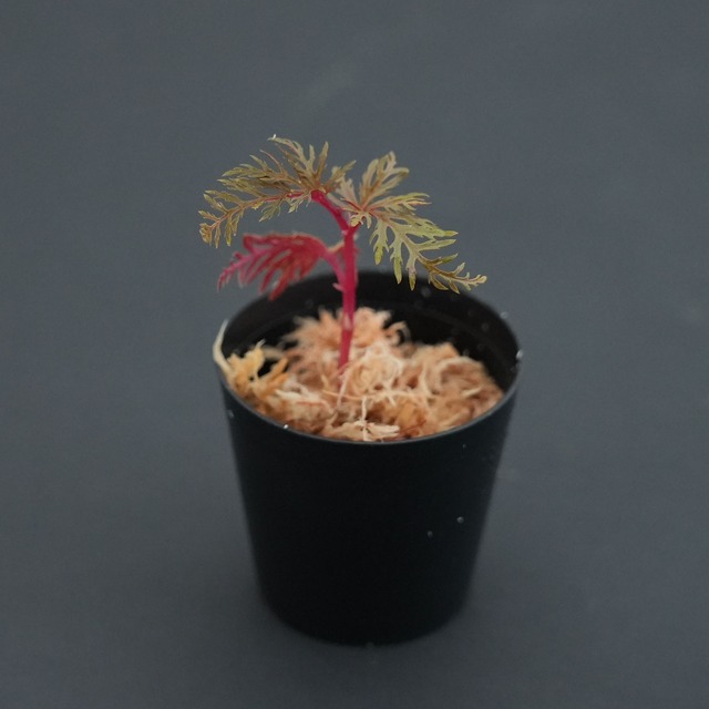ベゴニア ビピンナティフィダ Begonia bipinnatifida｜苔テラリウム作製用素材