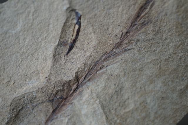 メタセコイア化石 Metasequoia sp. 1511