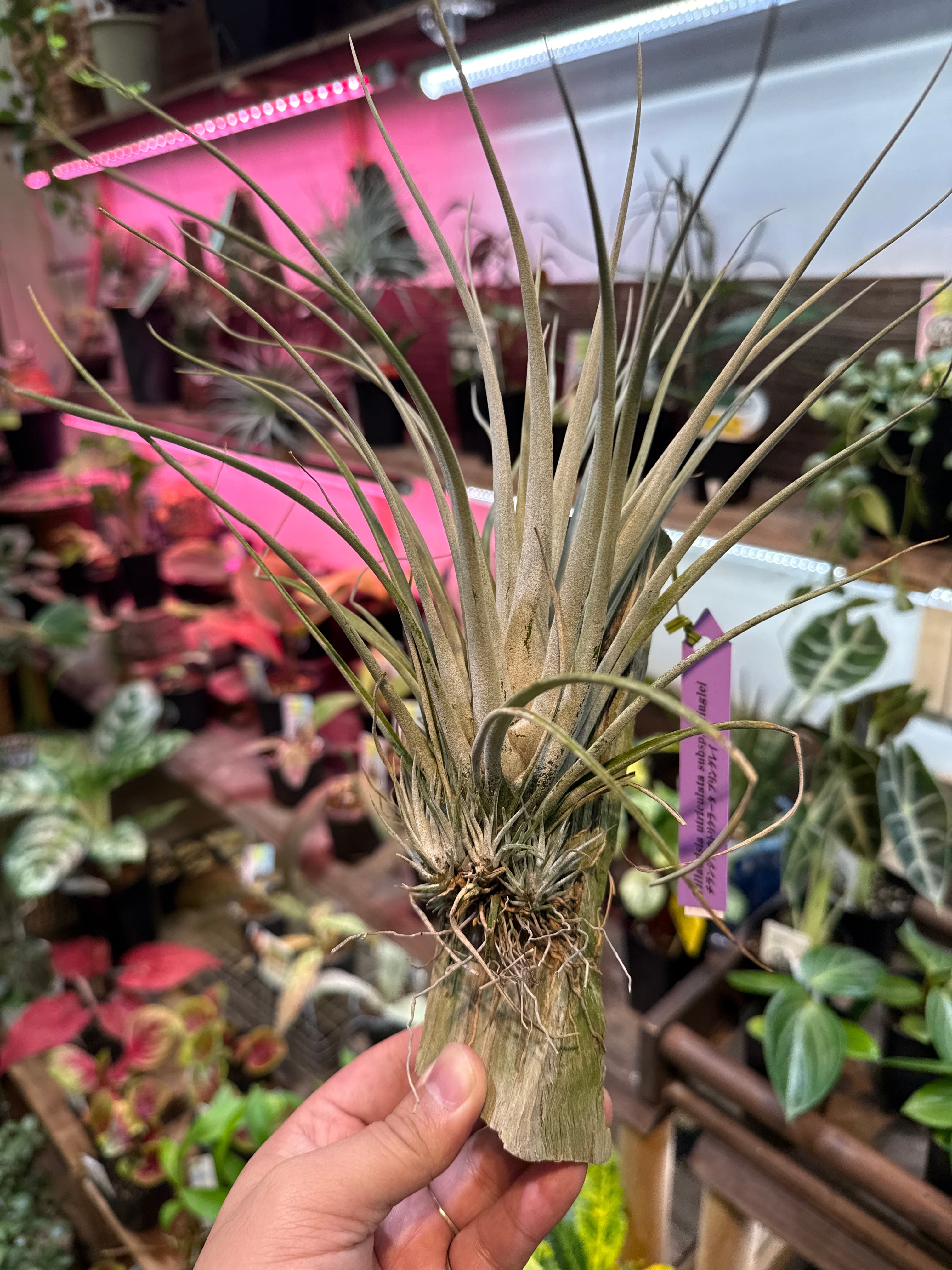 エアプランツ・タンク系 | Gardenえん 【観葉熱帯植物】