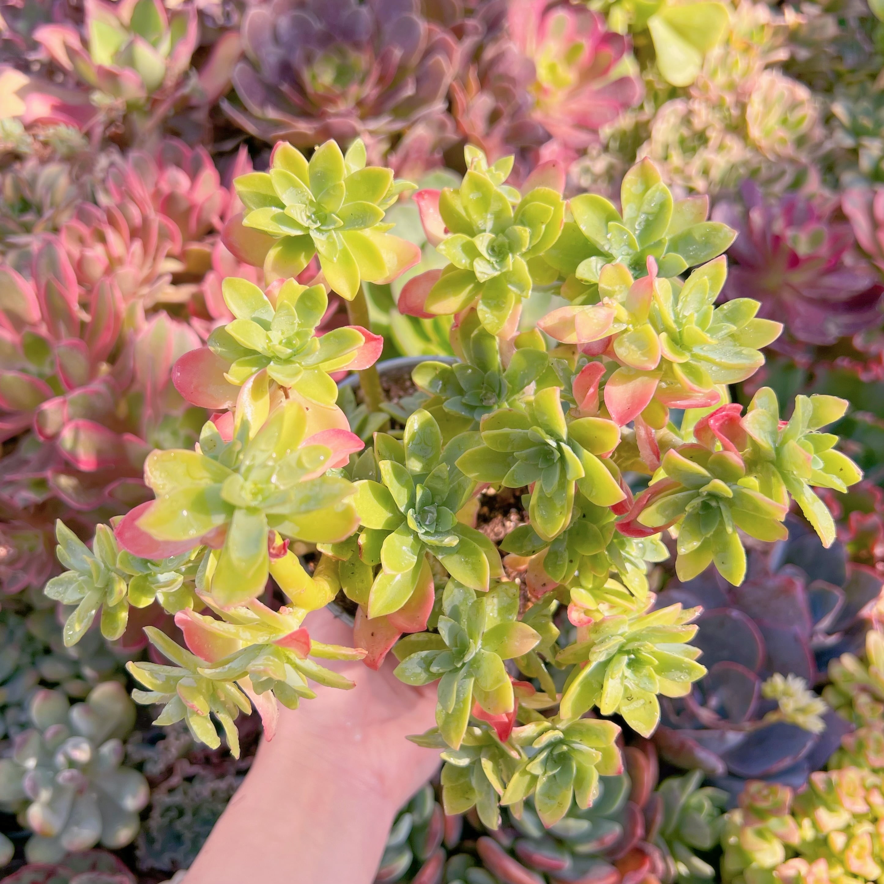 現品　Sedum paimeri#F074　新入荷　るる農園