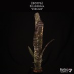 【送料無料】Billbergia 'Zipline'〔ビルベルギア〕現品発送B0176
