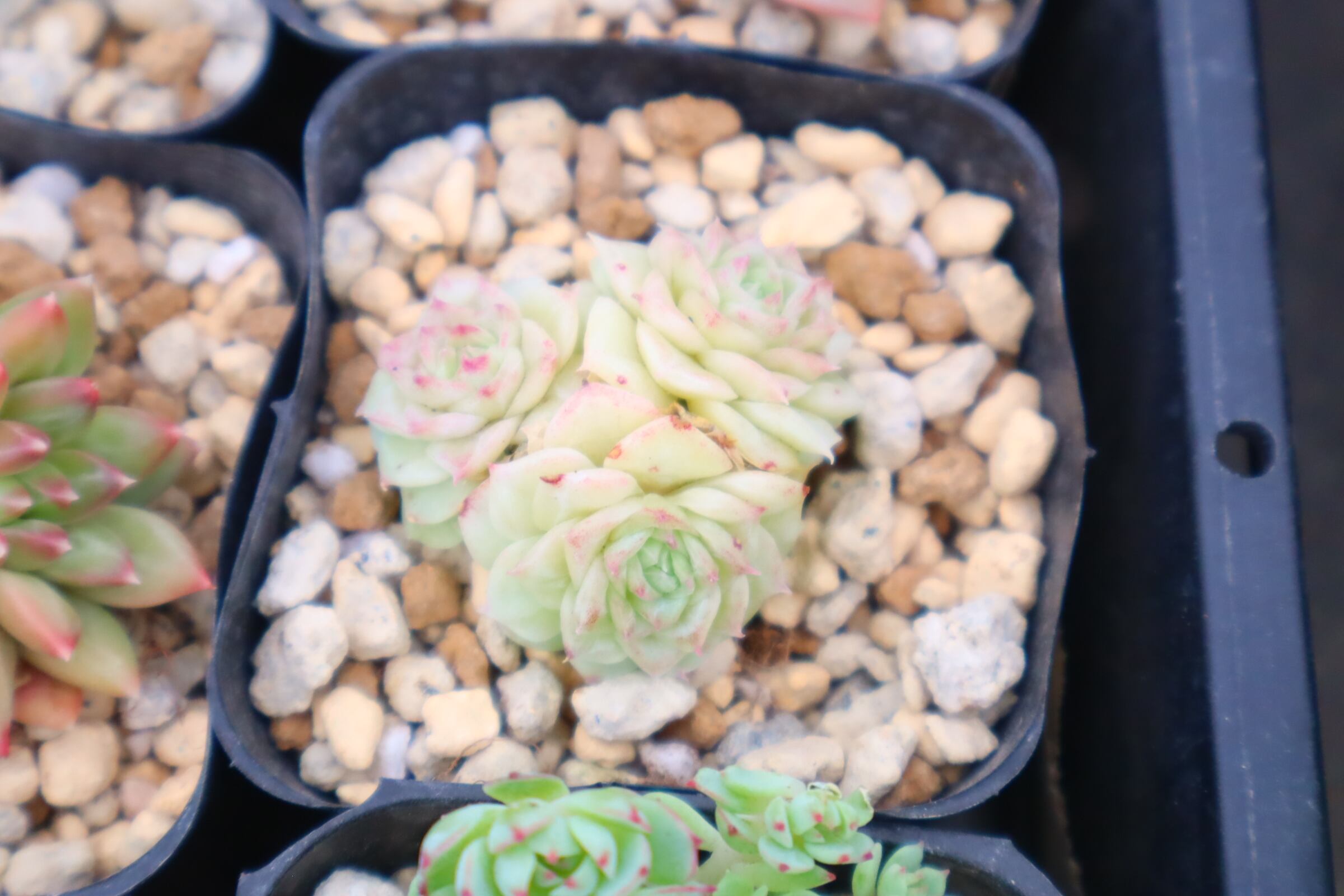 ミア 2号ポット 多肉植物 エケベリア | Pay ID