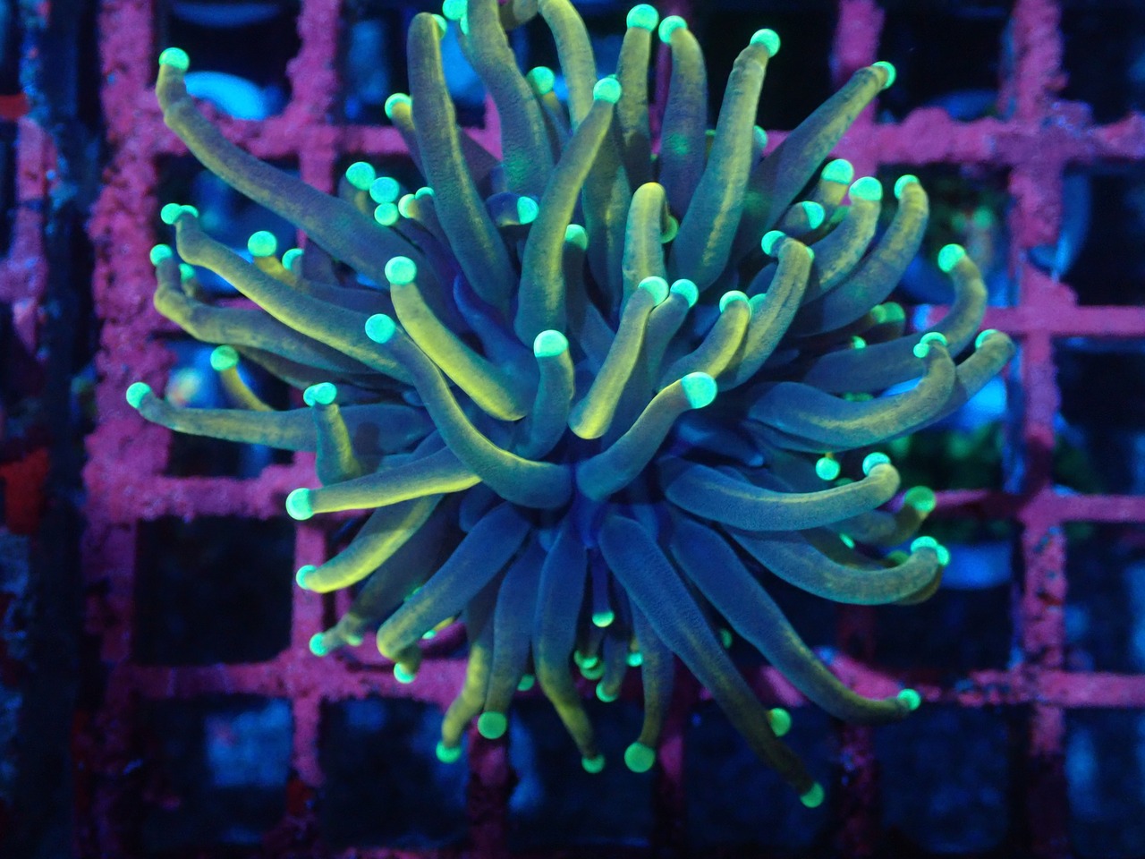 Euphyllia grabrescens"HellFire" 1