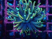 Euphyllia grabrescens"HellFire" 1