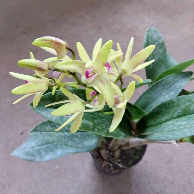 hanazukin（花ずきん） 農家直送の花苗・シンビジュームの花束