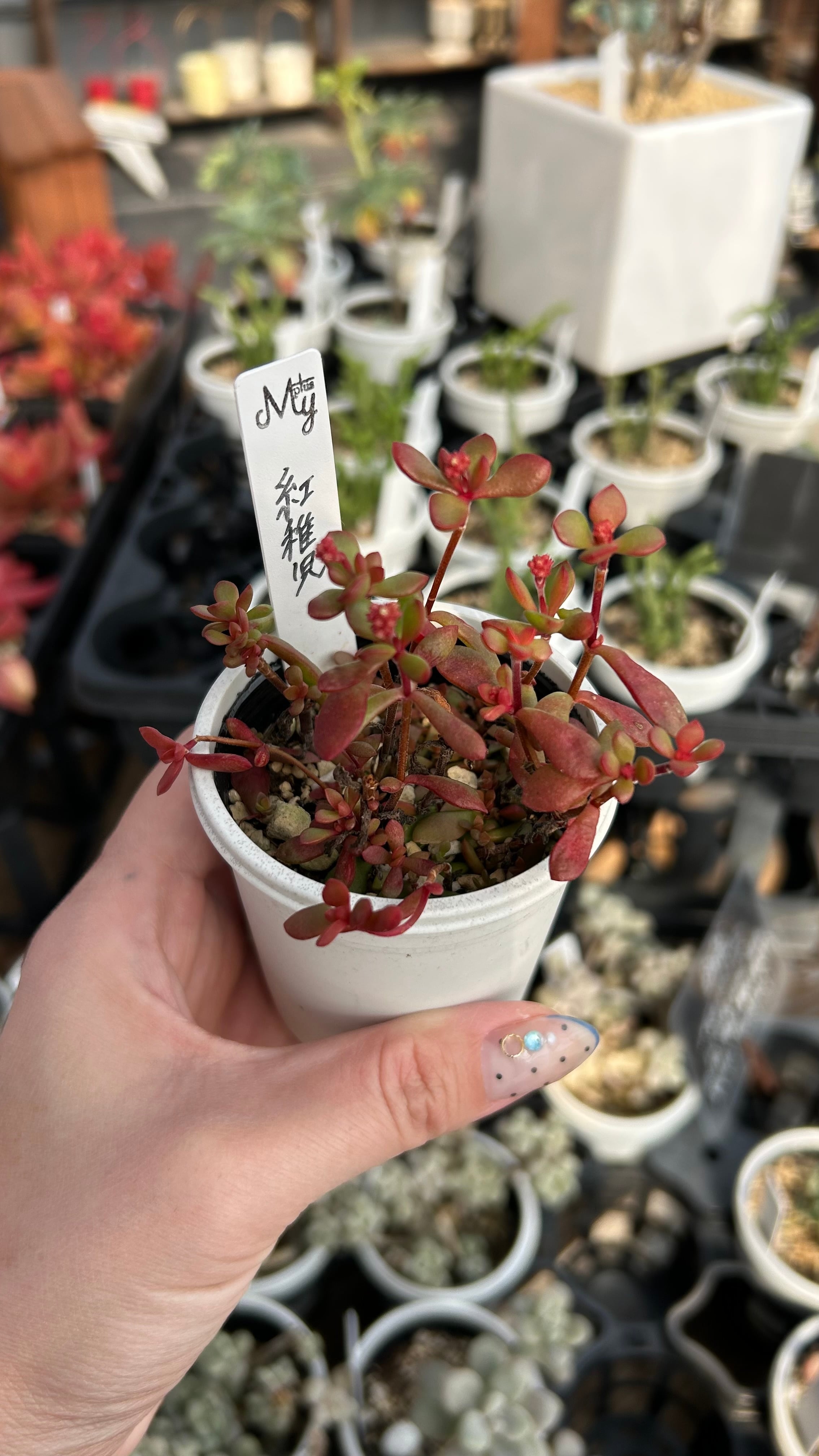 紅稚児 多肉植物 クラッスラ 安心の生産ポットそのまま販売（8個選ん