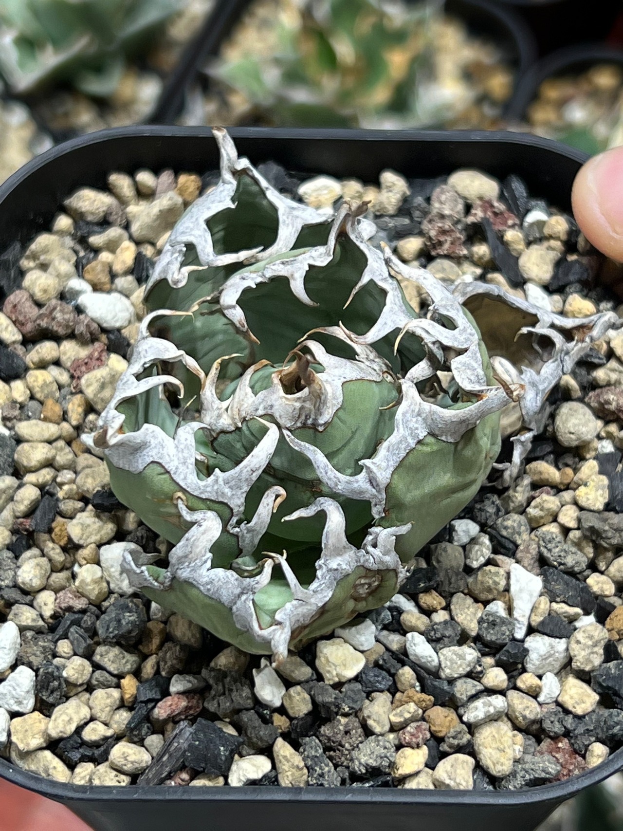 選抜 Agave Oteroi Mexico 【LP081107】