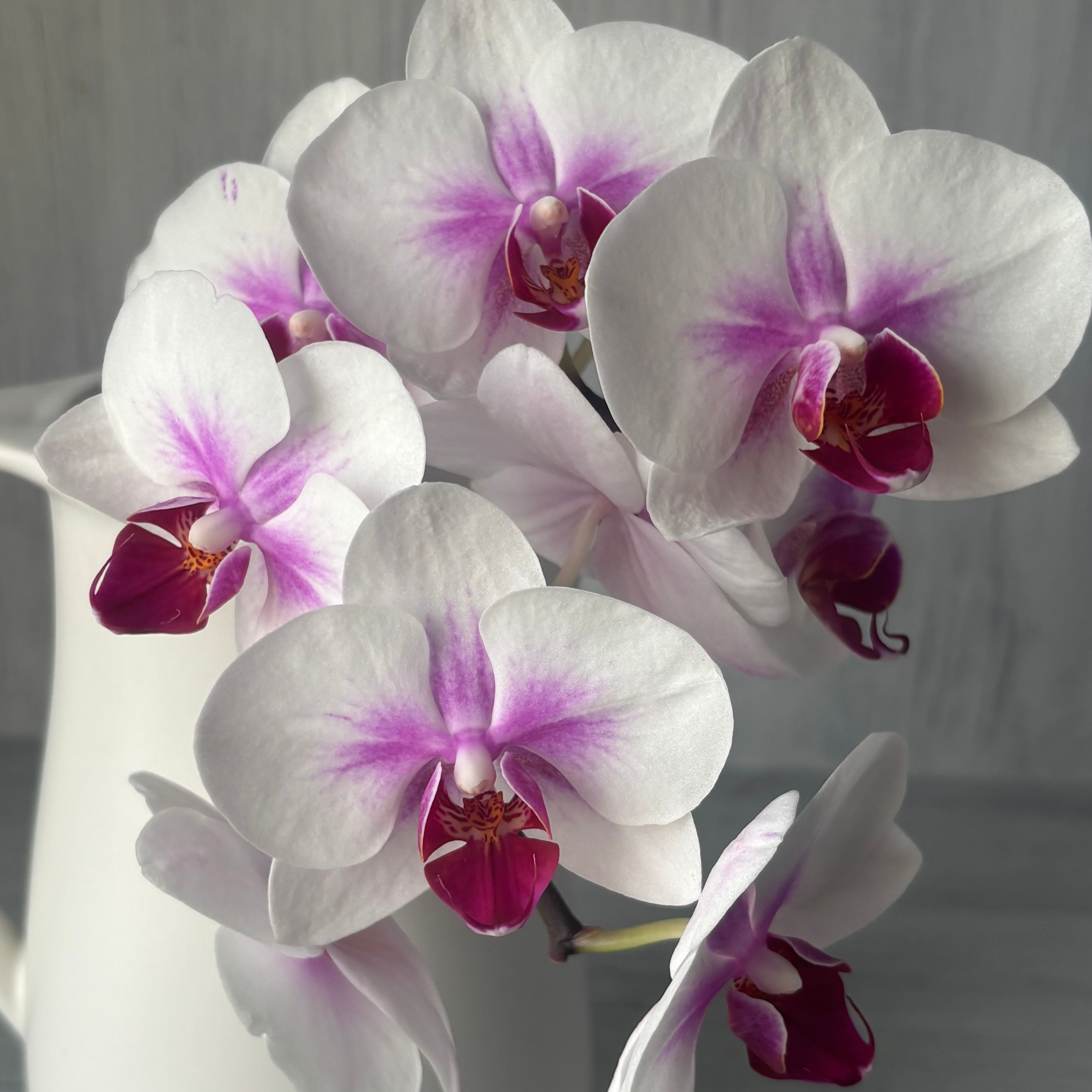 白 | 新鮮お花問屋 Jp-Farmers.com