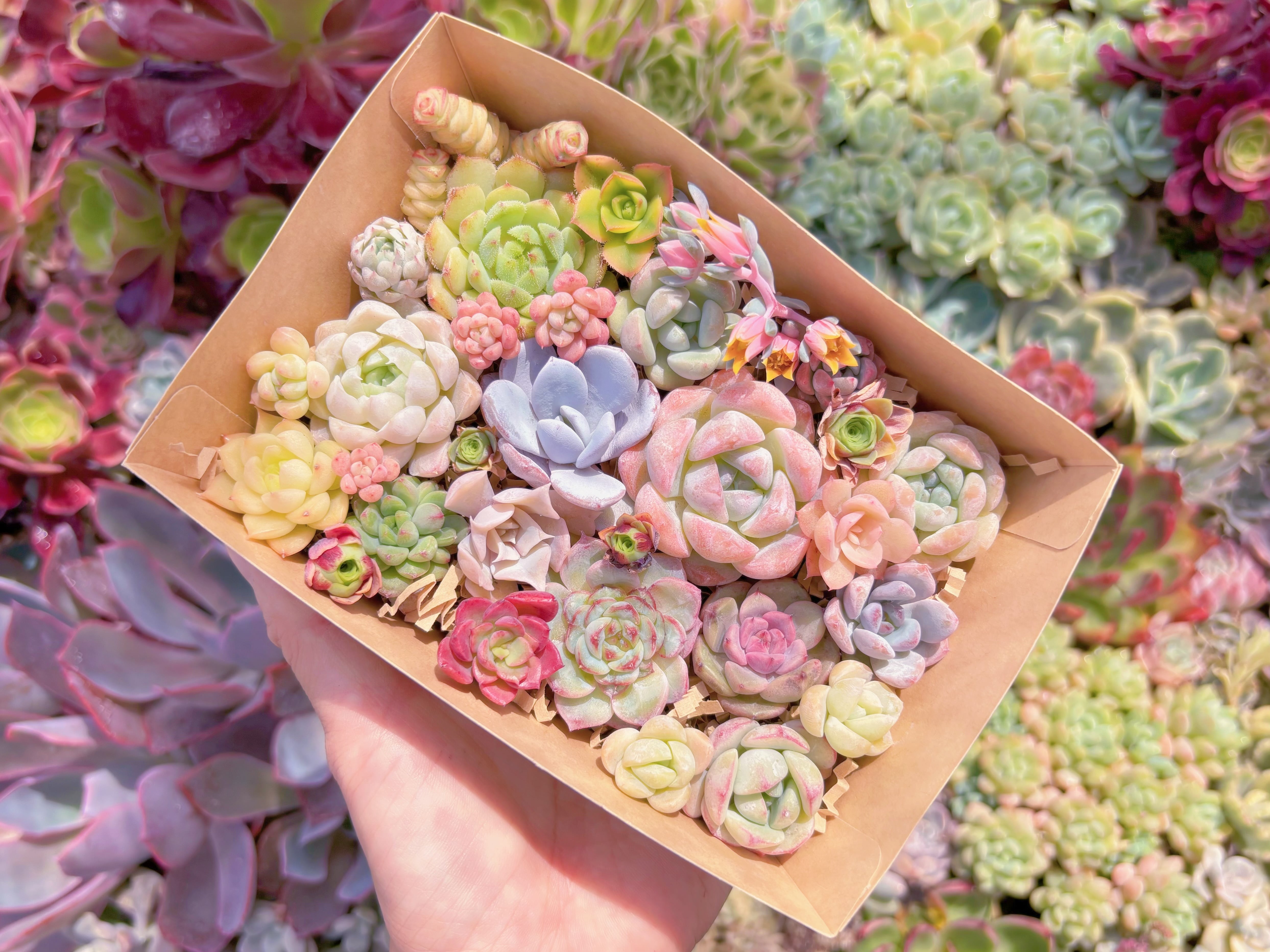 現品　寄せ植えセット#C21　るる農園