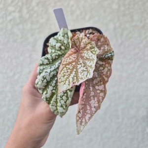 ⑦《Begonia Snow Capped Pink Variegated》ベゴニア スノーキャップド ピンク斑入り　観葉植物 ／ポット発送