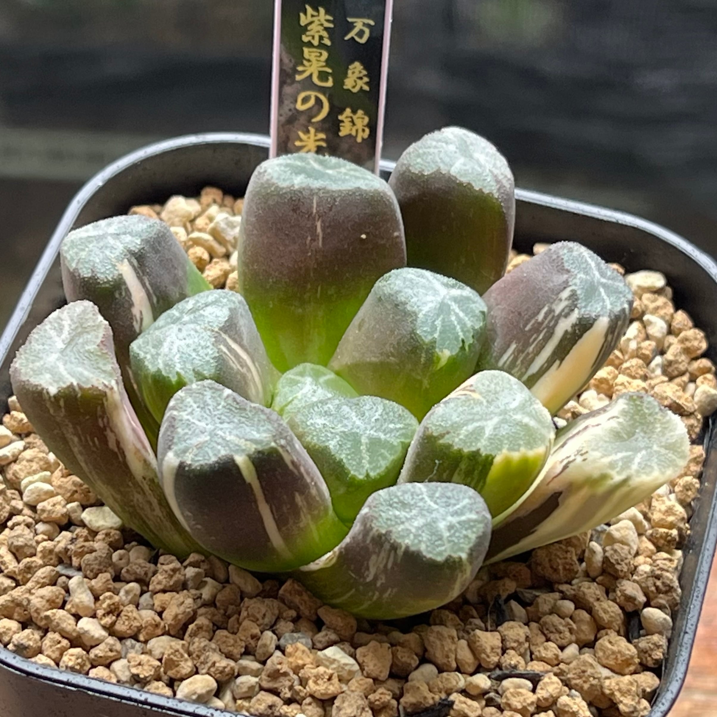 mocono_plants