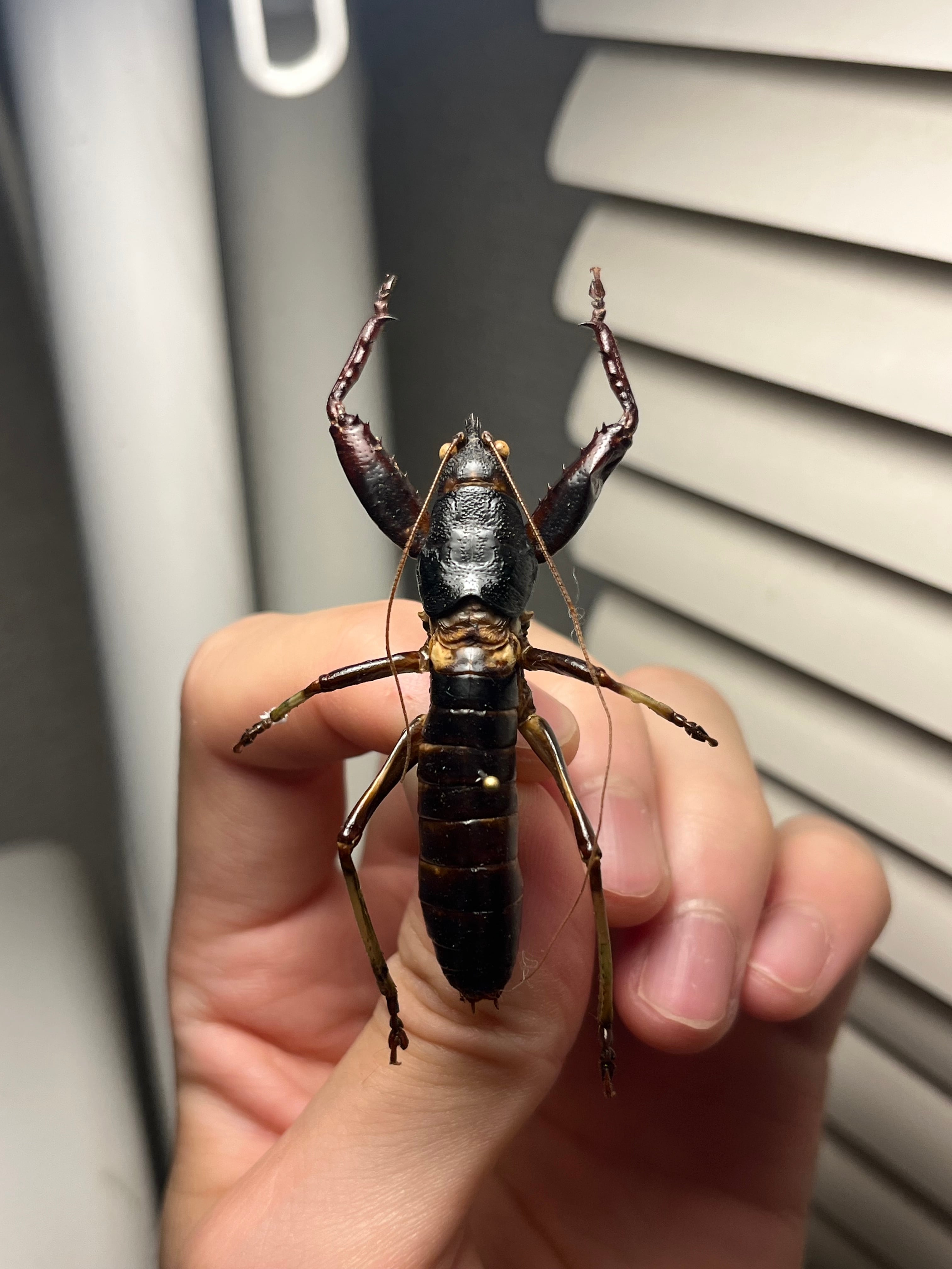 53mm♂】マッチョキリギリス コロギス リオック ロブスターキリギリス