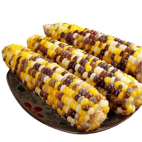 双葉 花玉米【10個セット】 花玉米 黒玉米(黏玉米)とうもろこし 糯玉米 真空パックコーン 中華食材 中国産 電子レンジOK トウモロコシ ワキシーコーン 玉米 苞米 粘苞米 黏玉米 玉米