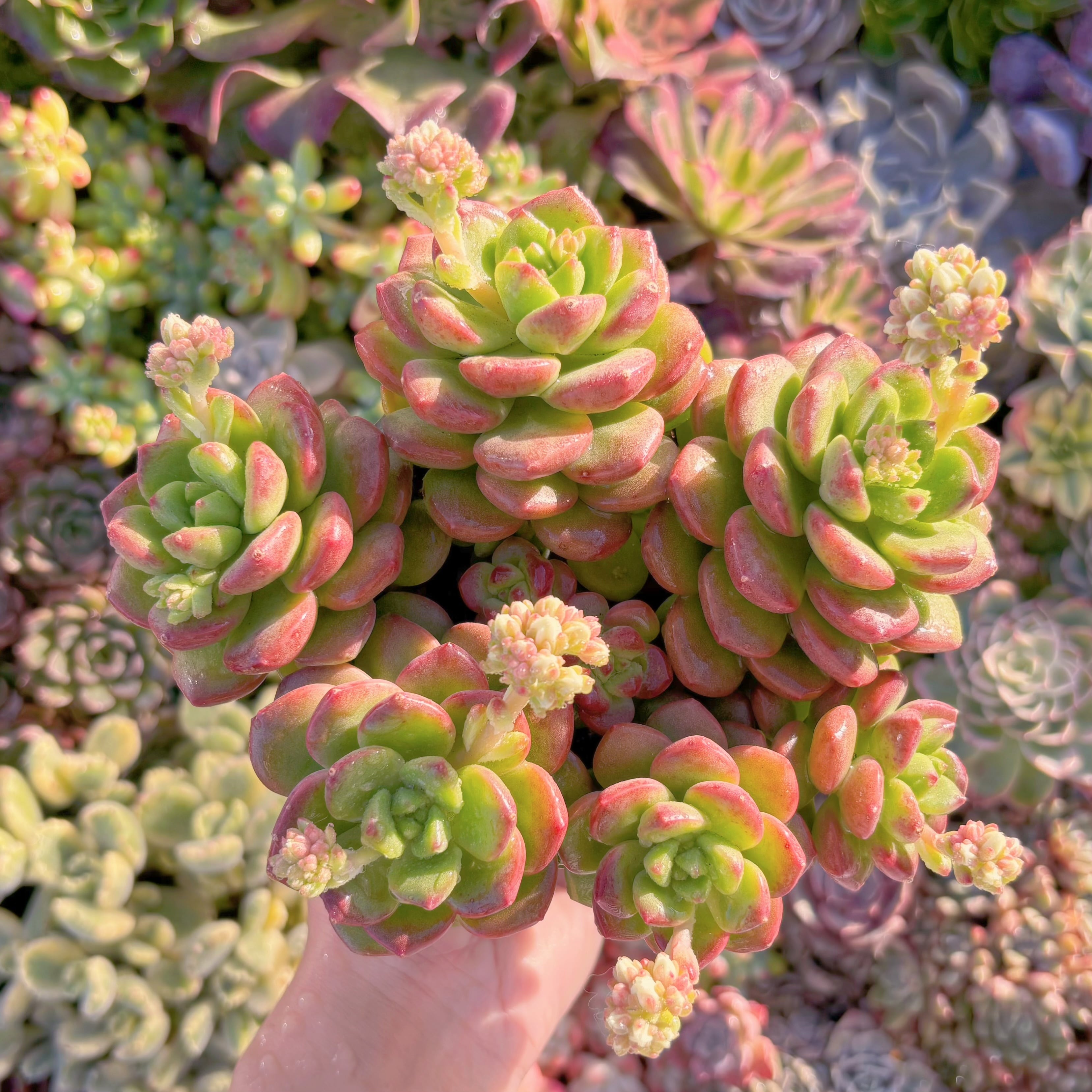 現品　サンシャインローズ#M248   大群生　新入荷　るる農園