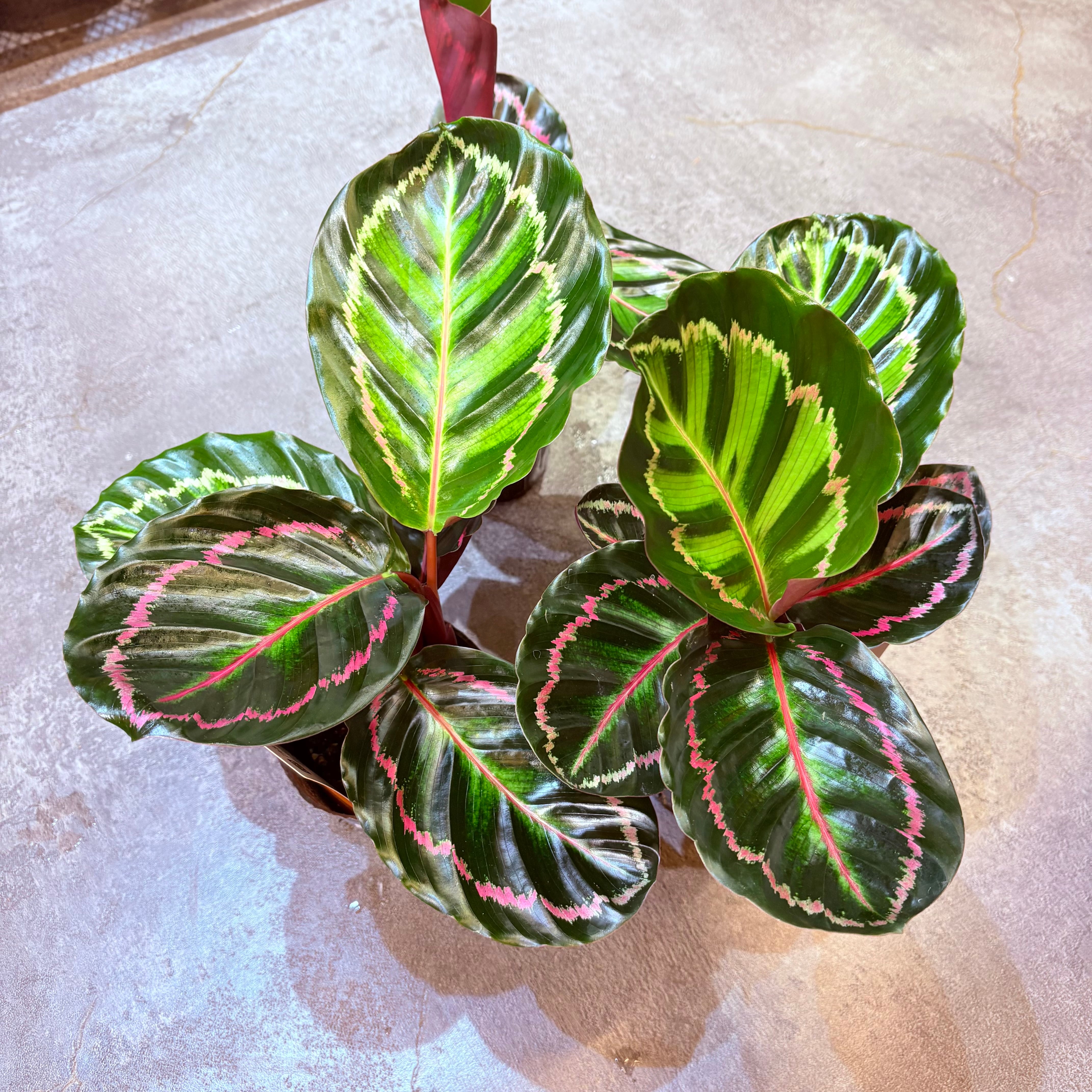 カラテア ロゼオピクタ 3.5号 | Green Vibes 宇都宮市の観葉植物専門店