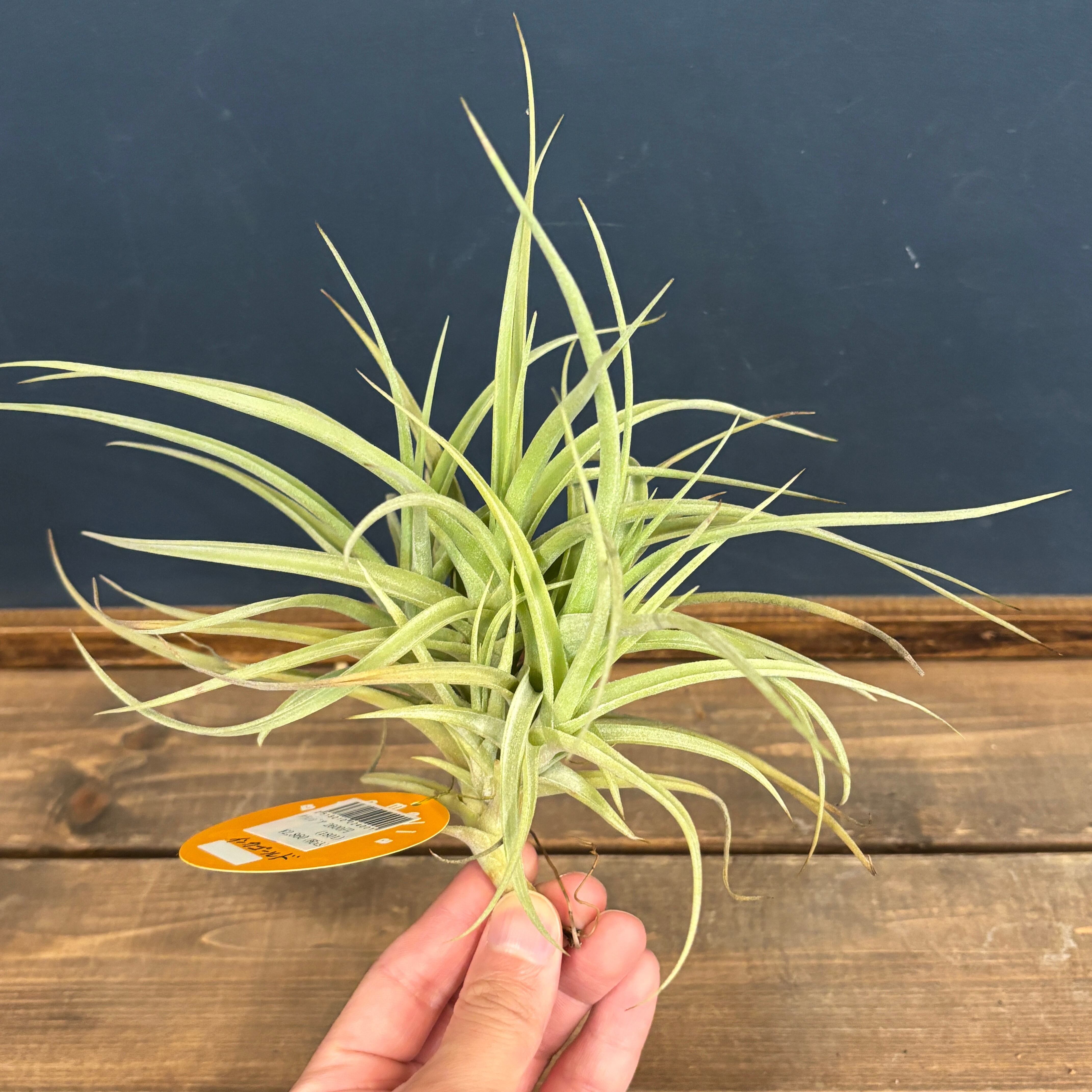 チランジア インカゴールド【524】