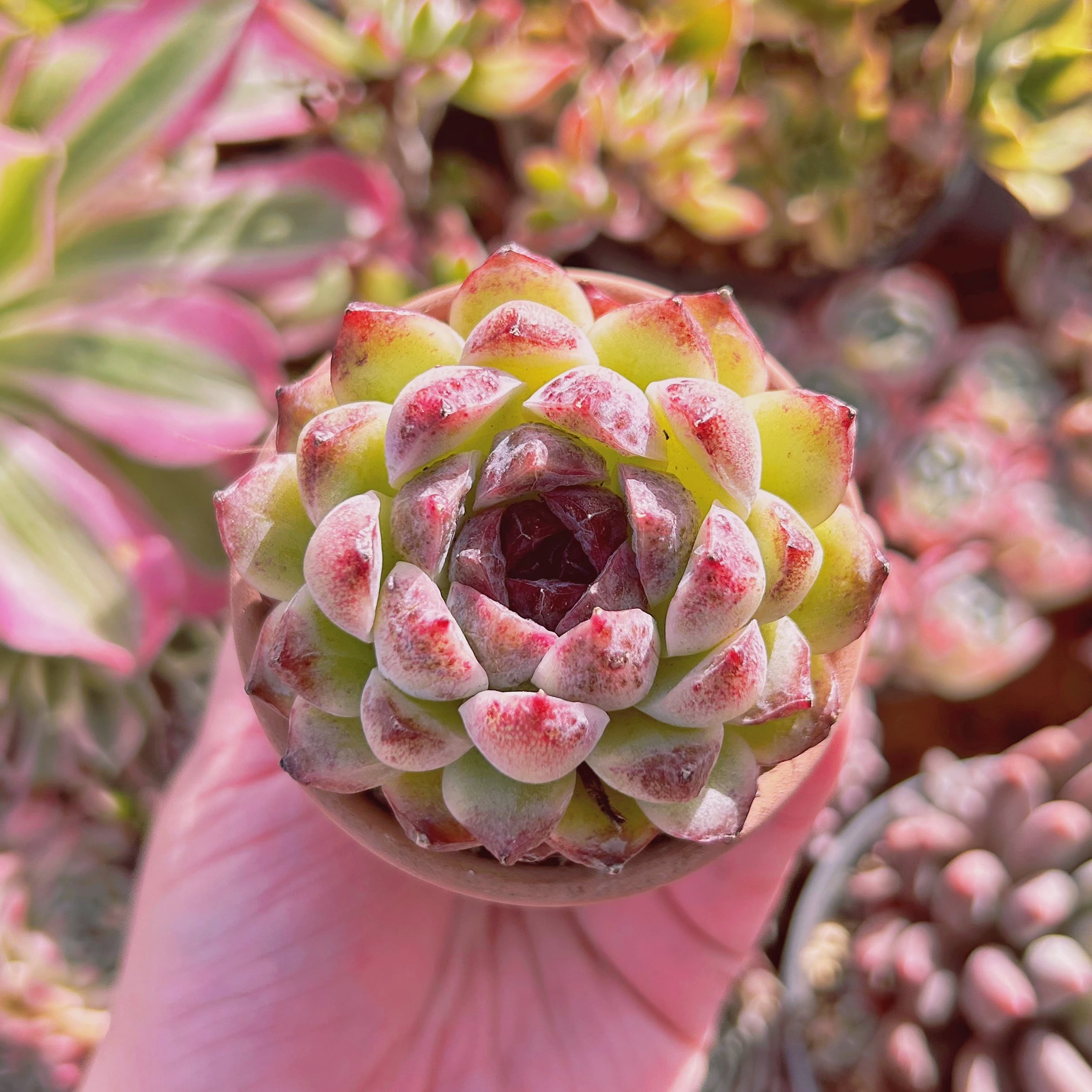 多肉植物　Echeveria  新品種　紫水晶