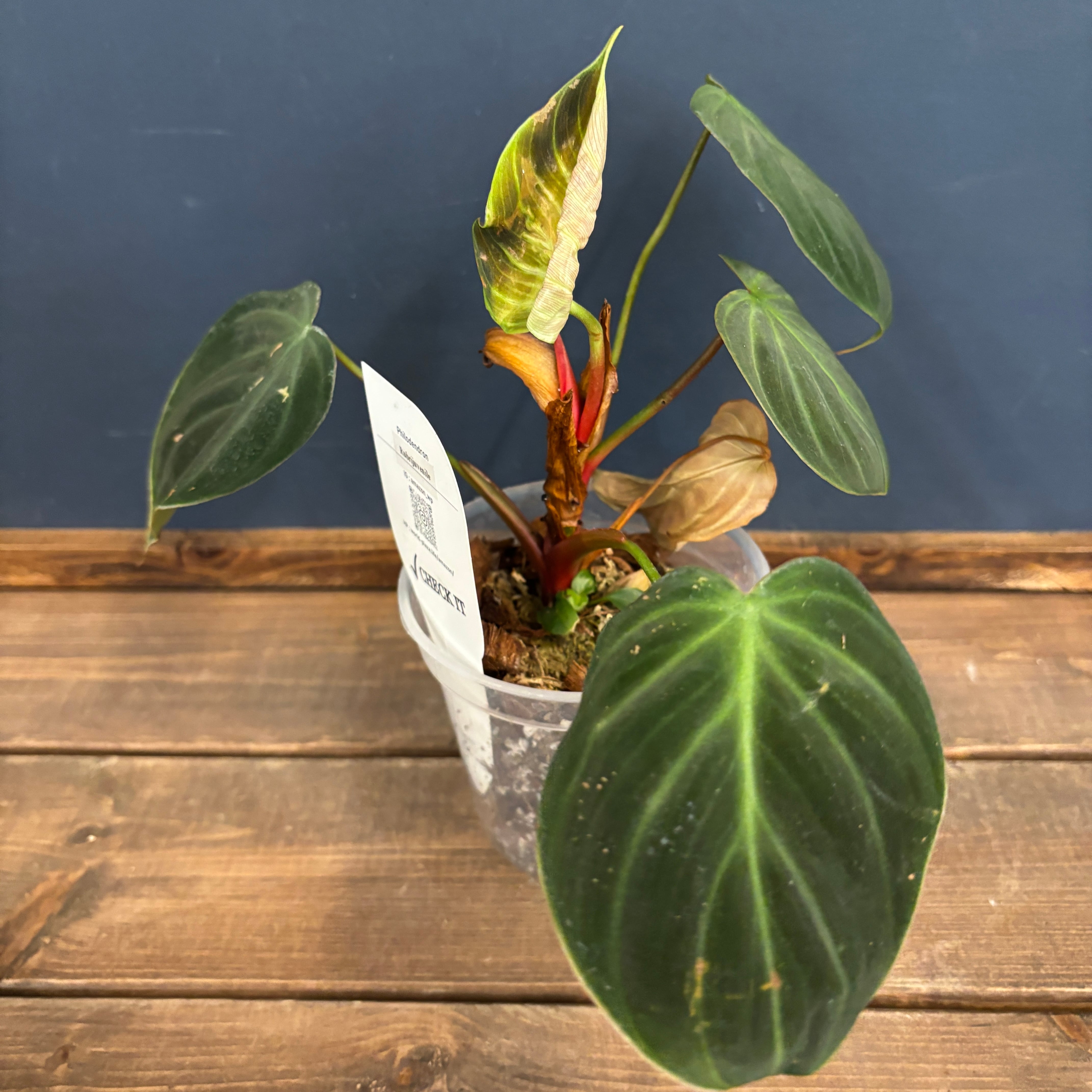 フィロデンドロン ルビジュベナイル(エルチョコレッド)【341