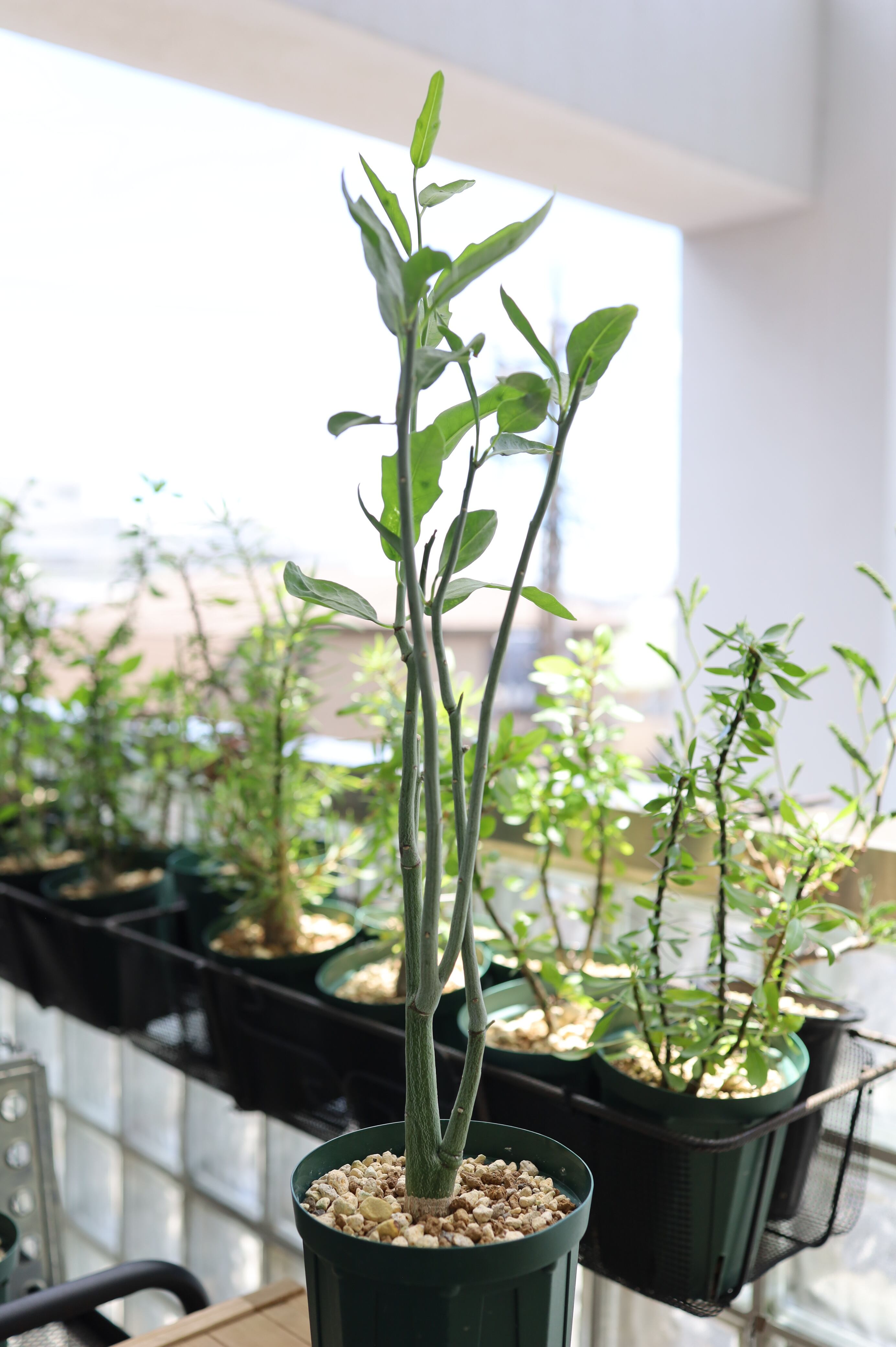 アデニア・ペチュエリー | adenia pechuelii _001 | SAVVY PLANTS