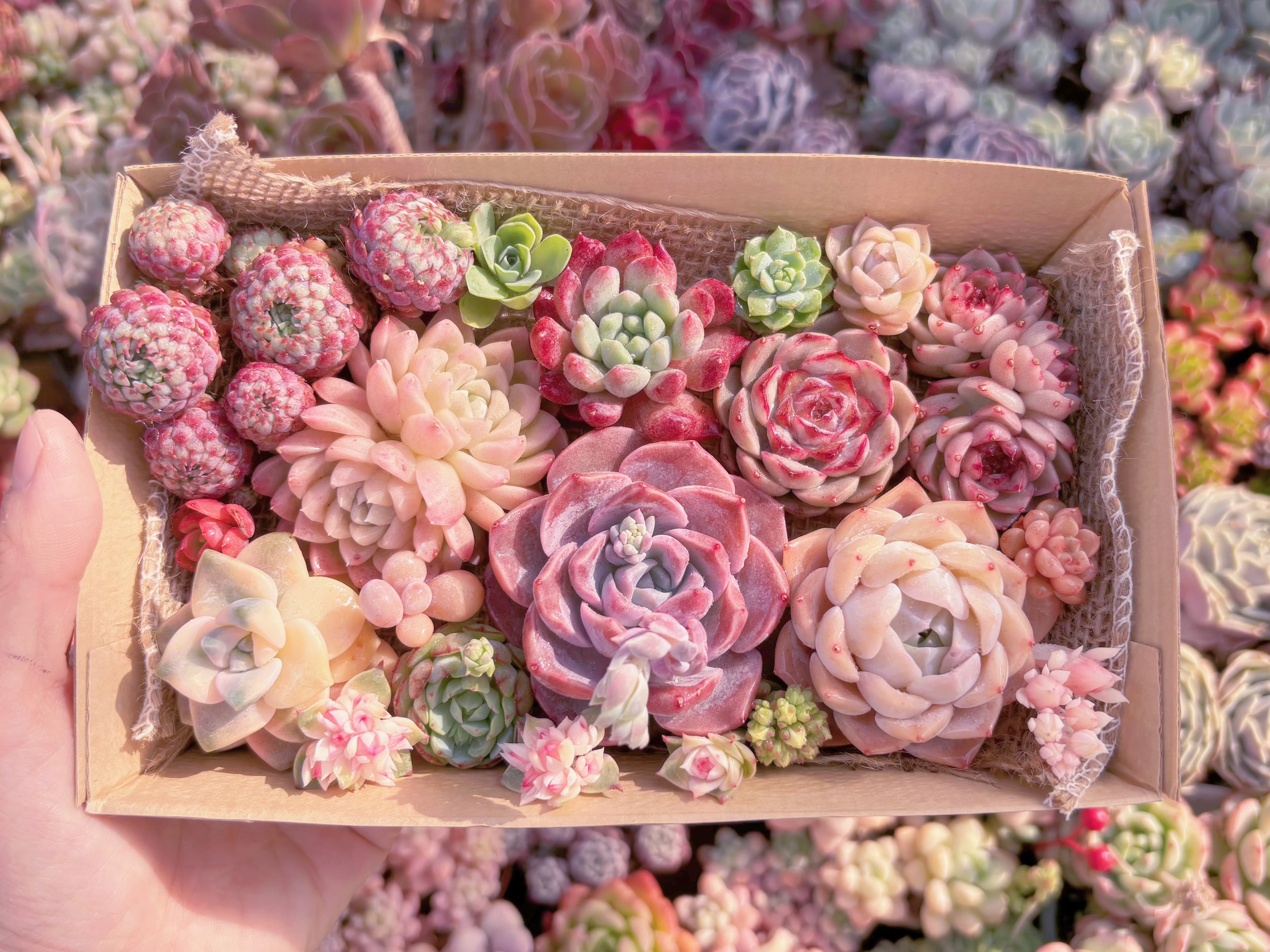 現品　寄せ植えセット#B17　12cmx20cm　るる農園