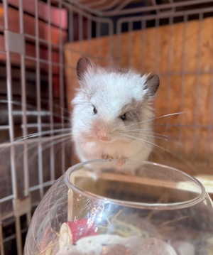 アンゴラ・シルバーモザイク・ホワイトテール