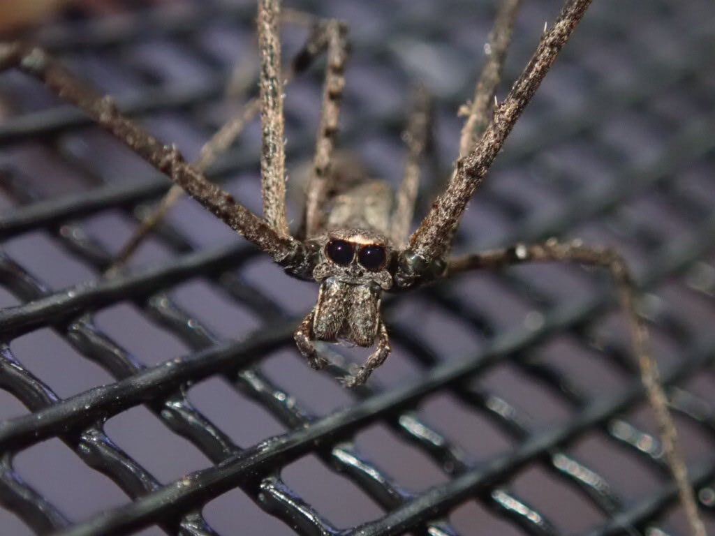 Spider クモ | Bebe Rep. 奇蟲部門