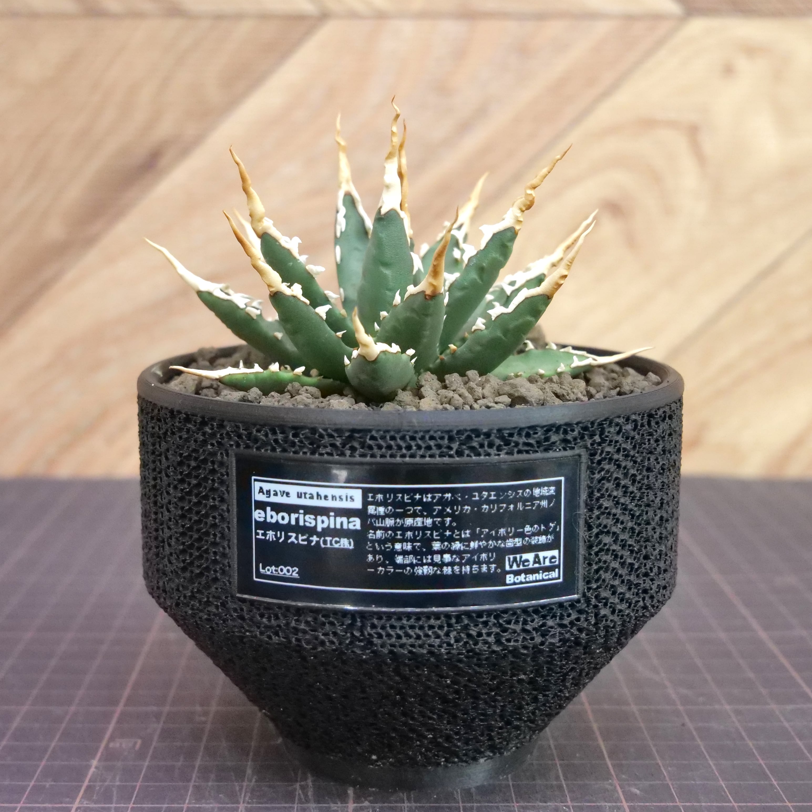 Agave utahensis eborispina アガベ エボリスピナ（実生3年） / 中株