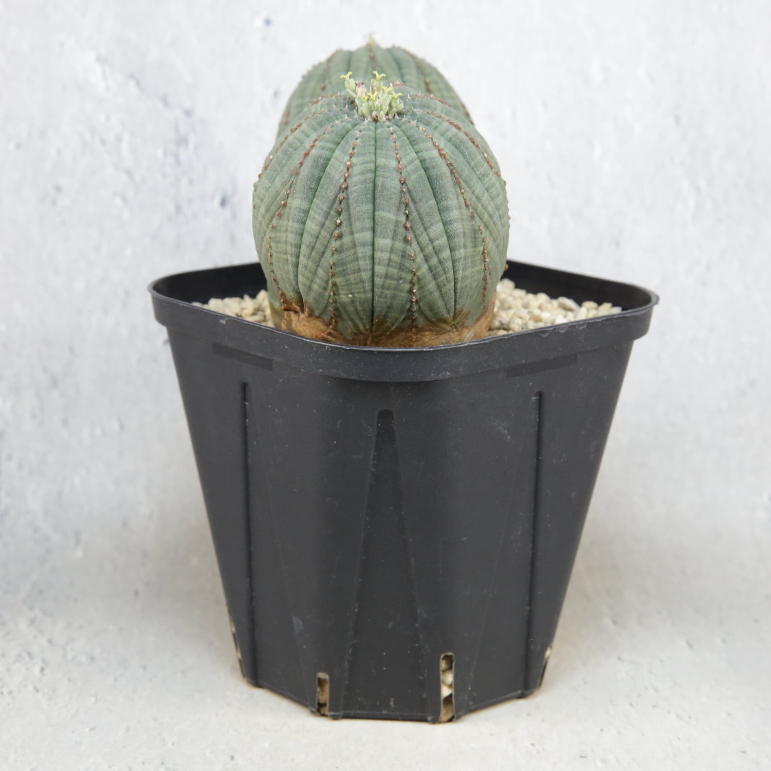 メス株【超厳選株】大株 アシンメトリー ダブルヘッド 捻じれ オベサ