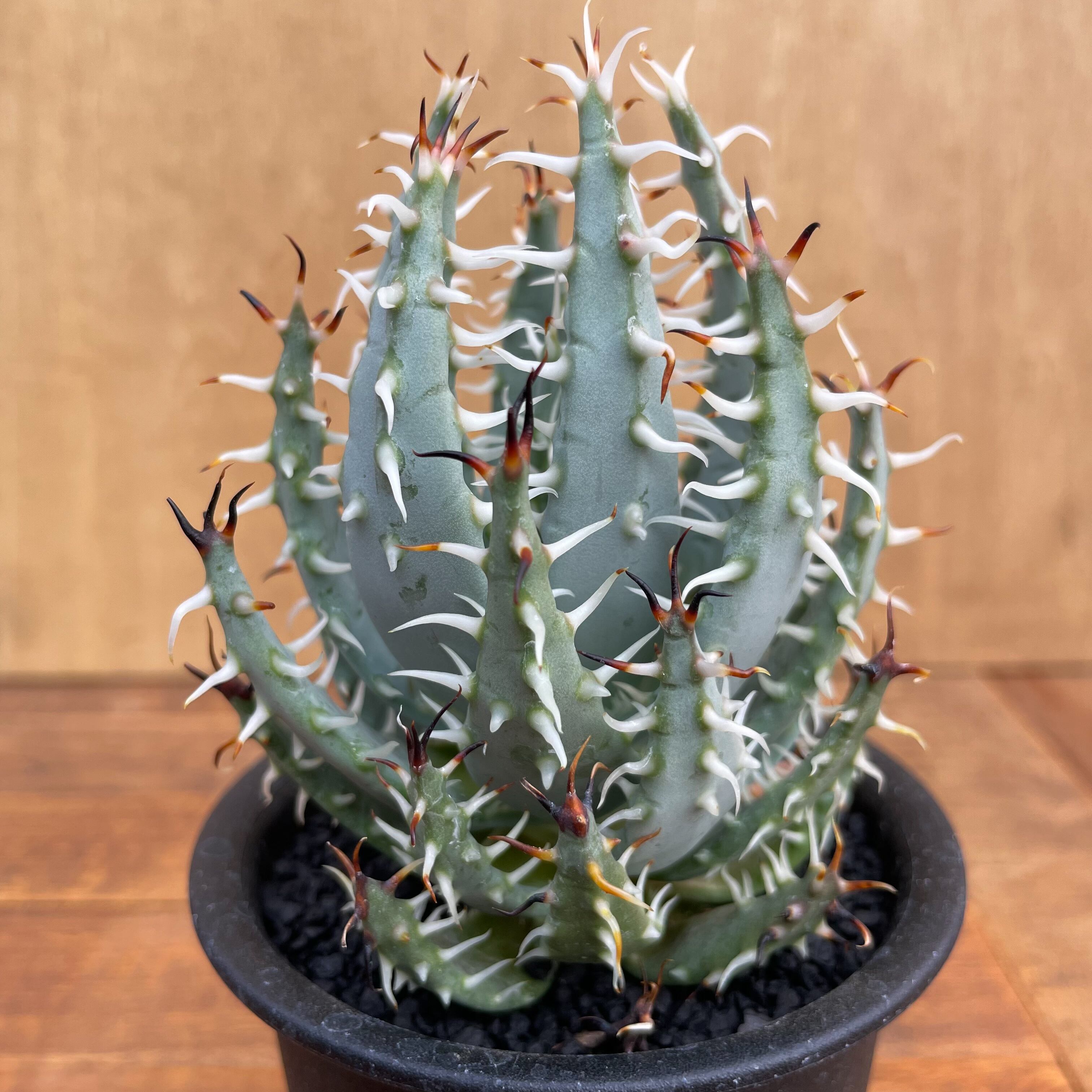 アロエ・エリナケア　大株 アロエ・エリナケア（Aloe erinacea）の育て方、栽培記録 – ゆるぷ