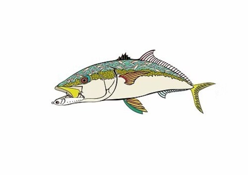 ヒラマサステッカー　Sサイズ　ネイビーアパレル