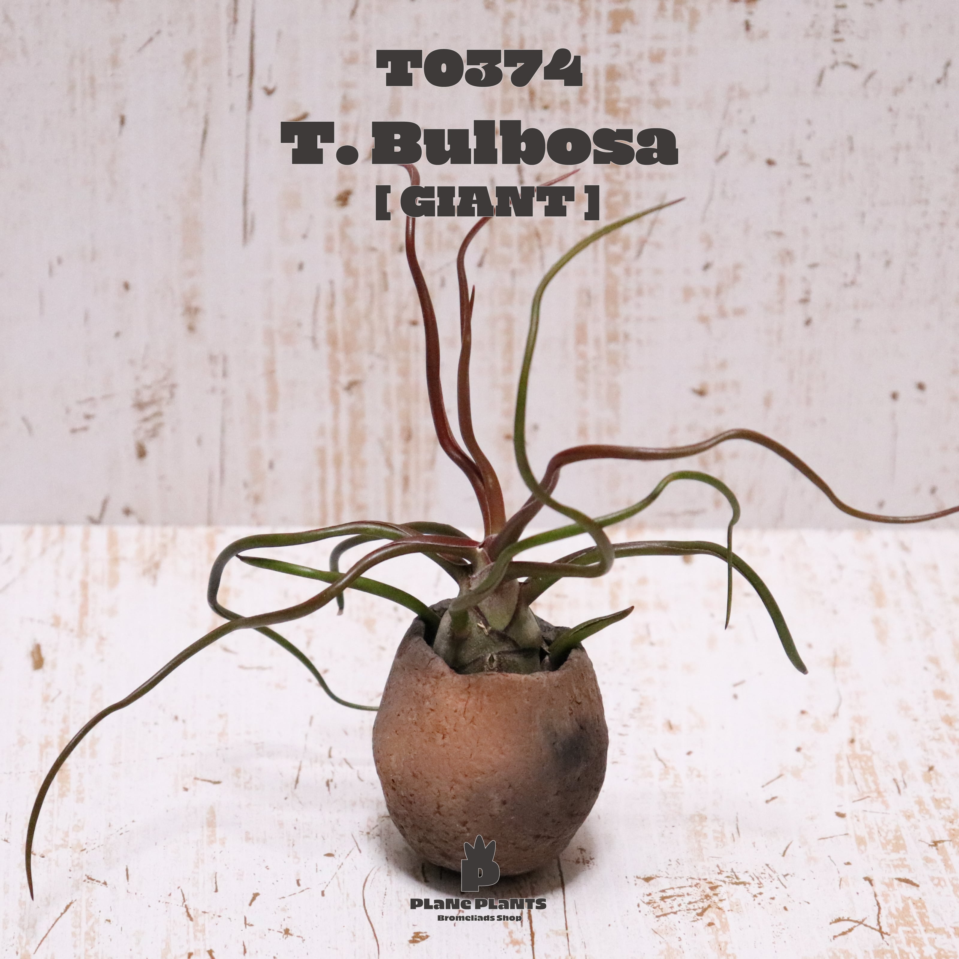 【送料無料】ブルボーサ ジャイアント〔エアプランツ〕現品発送T0374