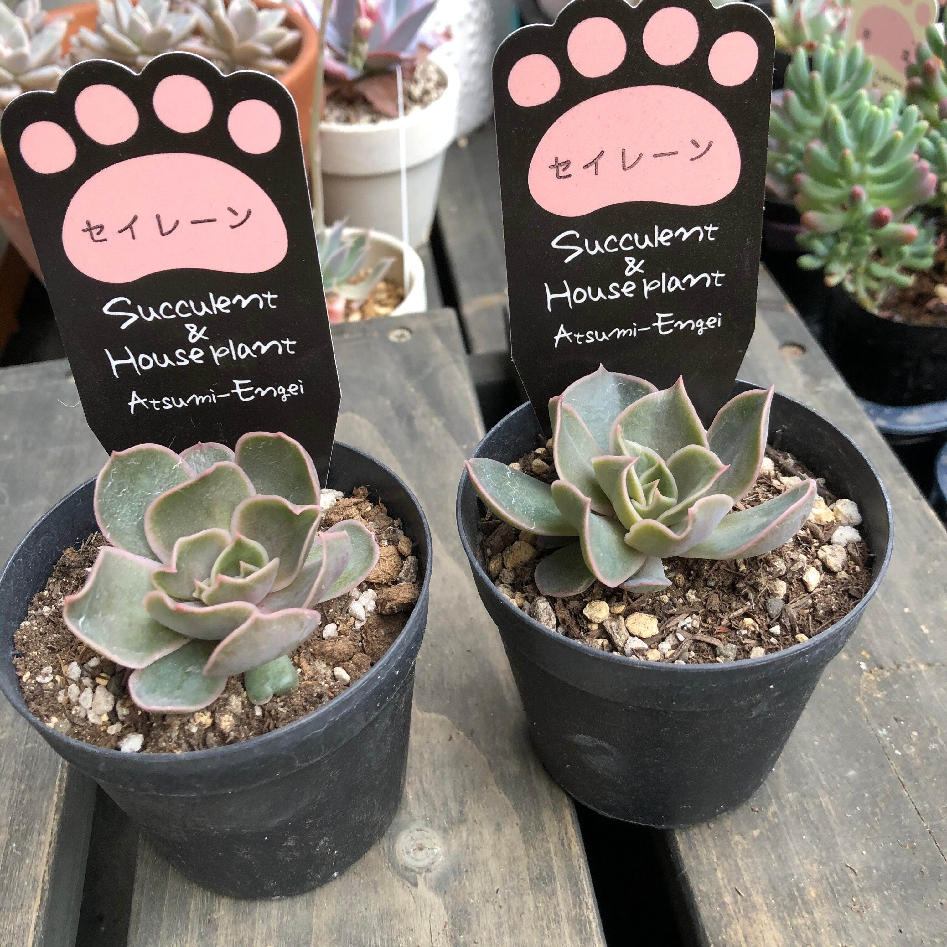 セイレーン 渥美園芸 エケベリア 多肉植物 Melty Works 多肉植物 と Dulton プランター のお店