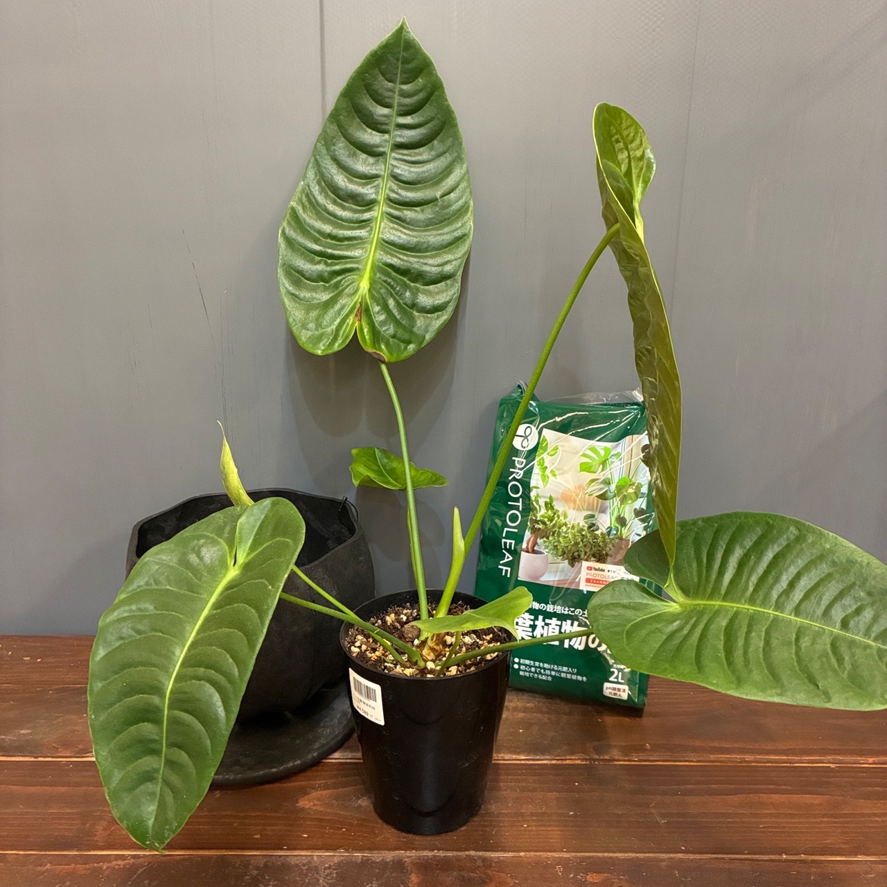 【秋の植え替えフェア対象】【セット】アンスリウム　ベイチー