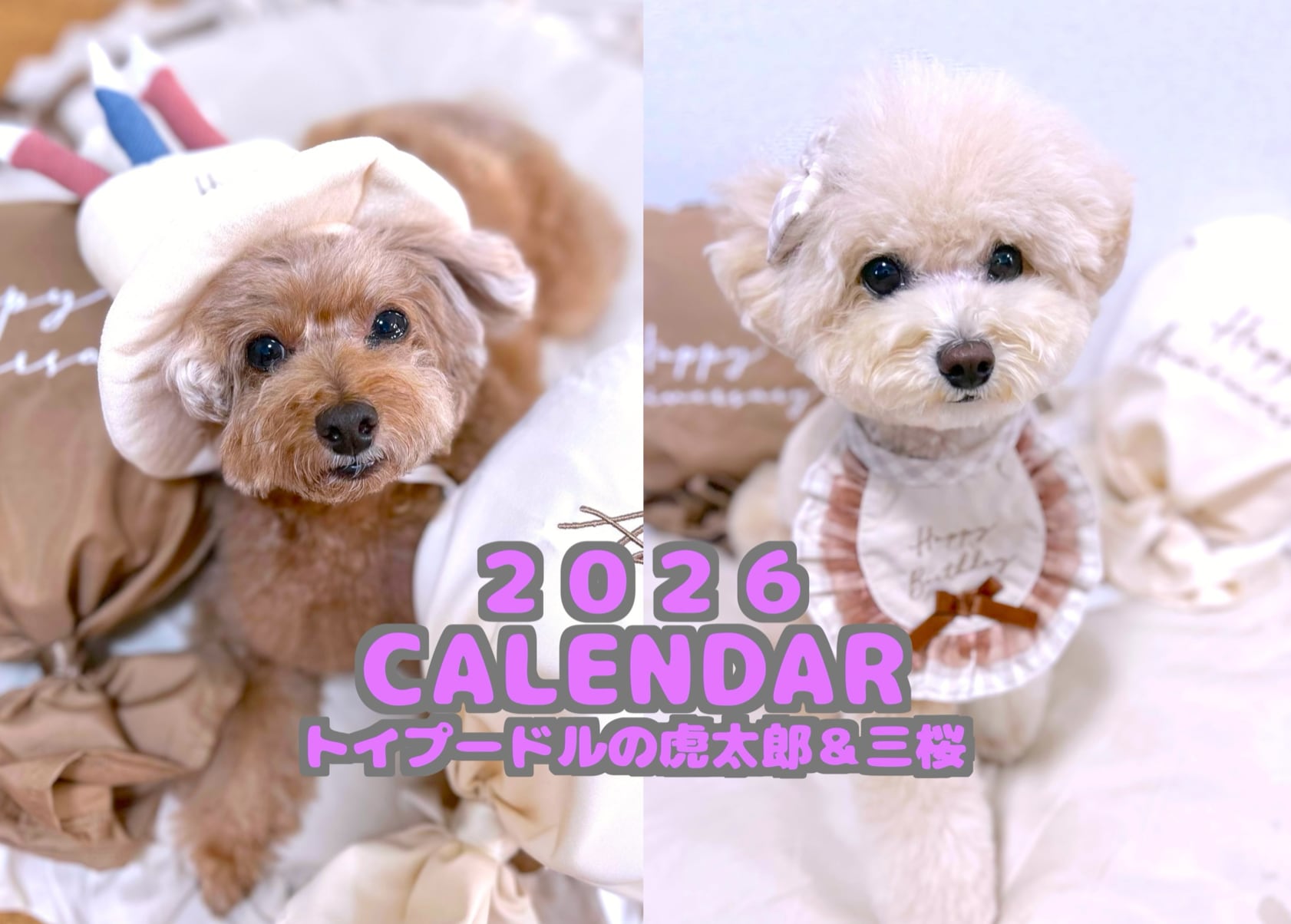 2026年トイプードルの虎太郎＆三桜卓上カレンダー | トイプードル