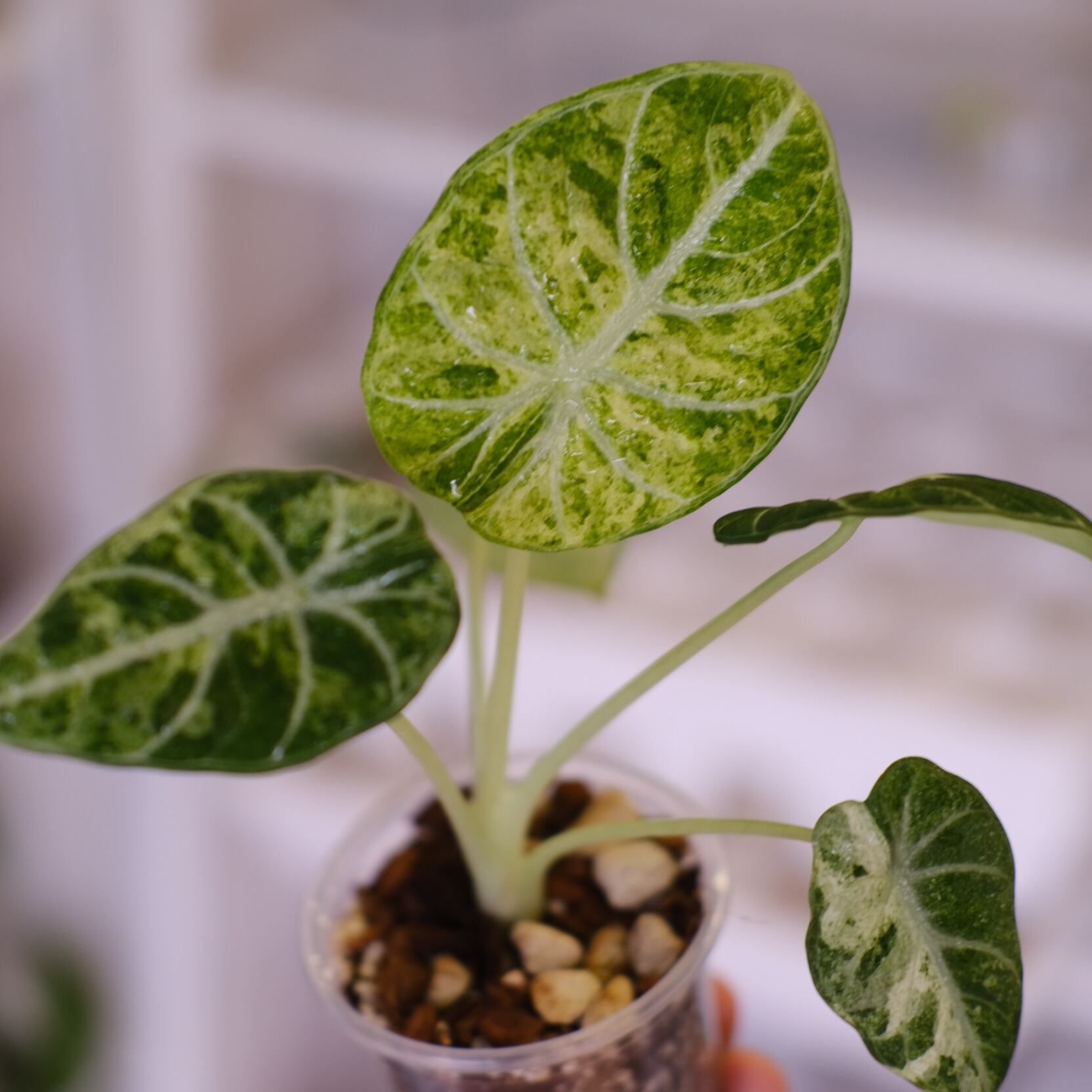 【レア】アロカシア　シャントリエリ　斑入り レア】アロカシア シャントリエリ 斑入り